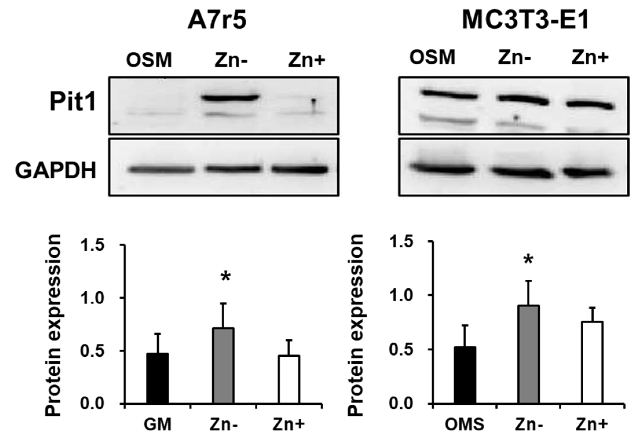 Nutrients 16 00291 g005