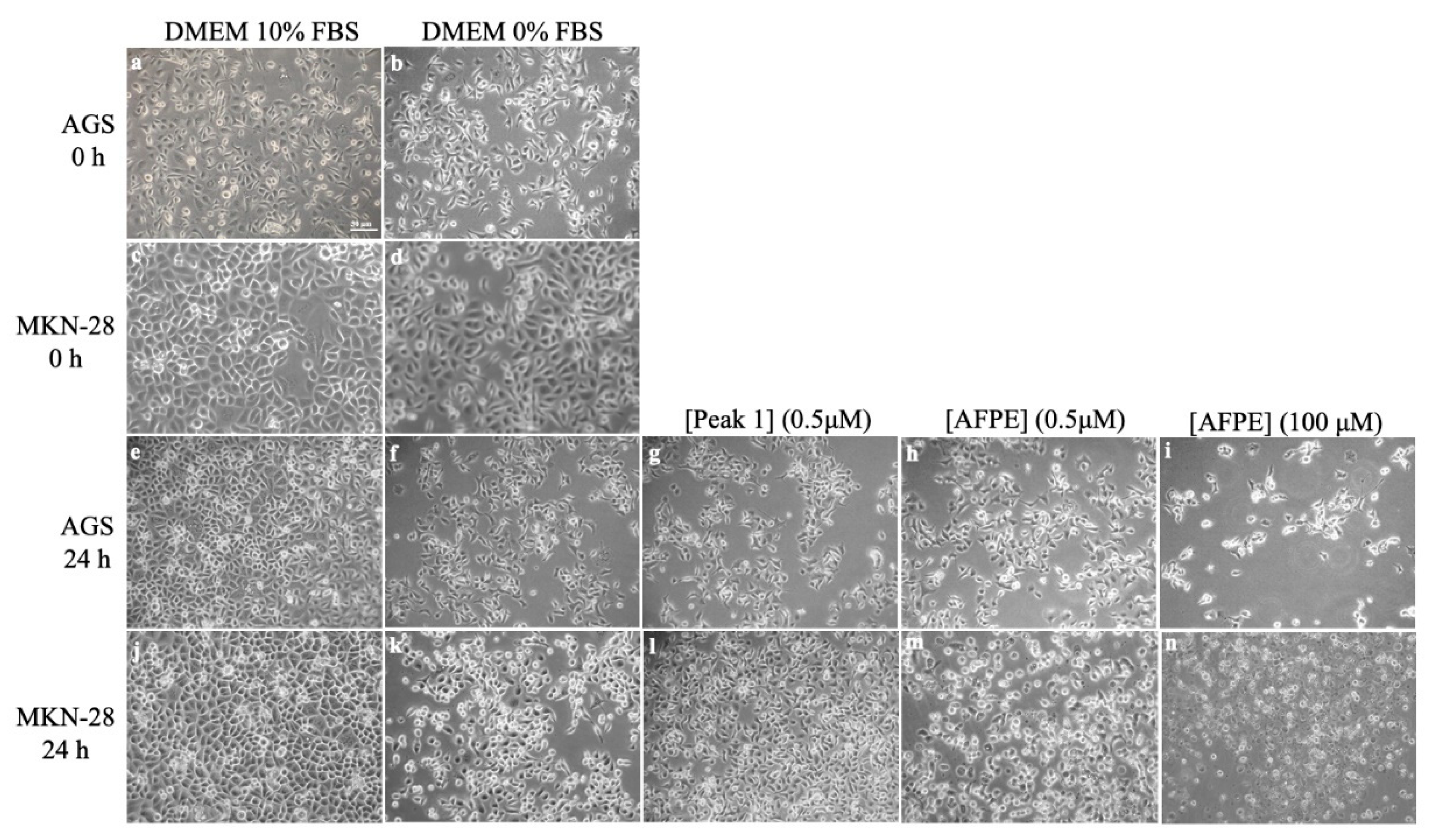 Nutrients 16 00307 g008