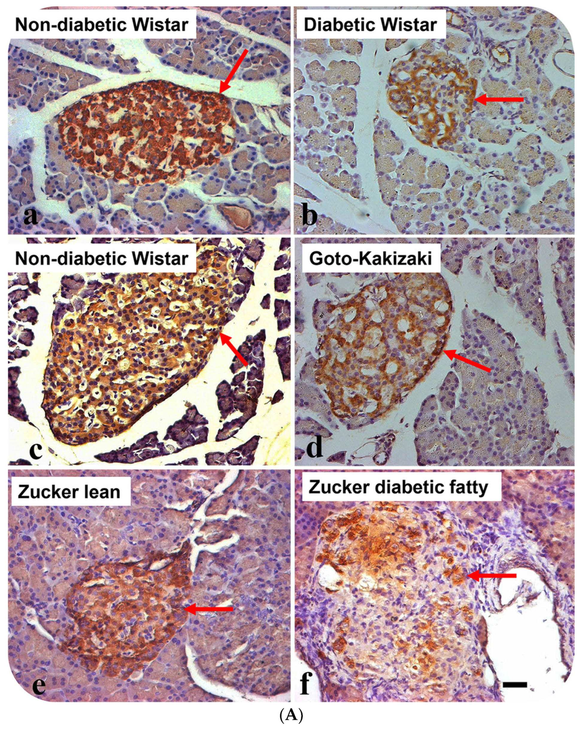 Nutrients 16 00313 g001a