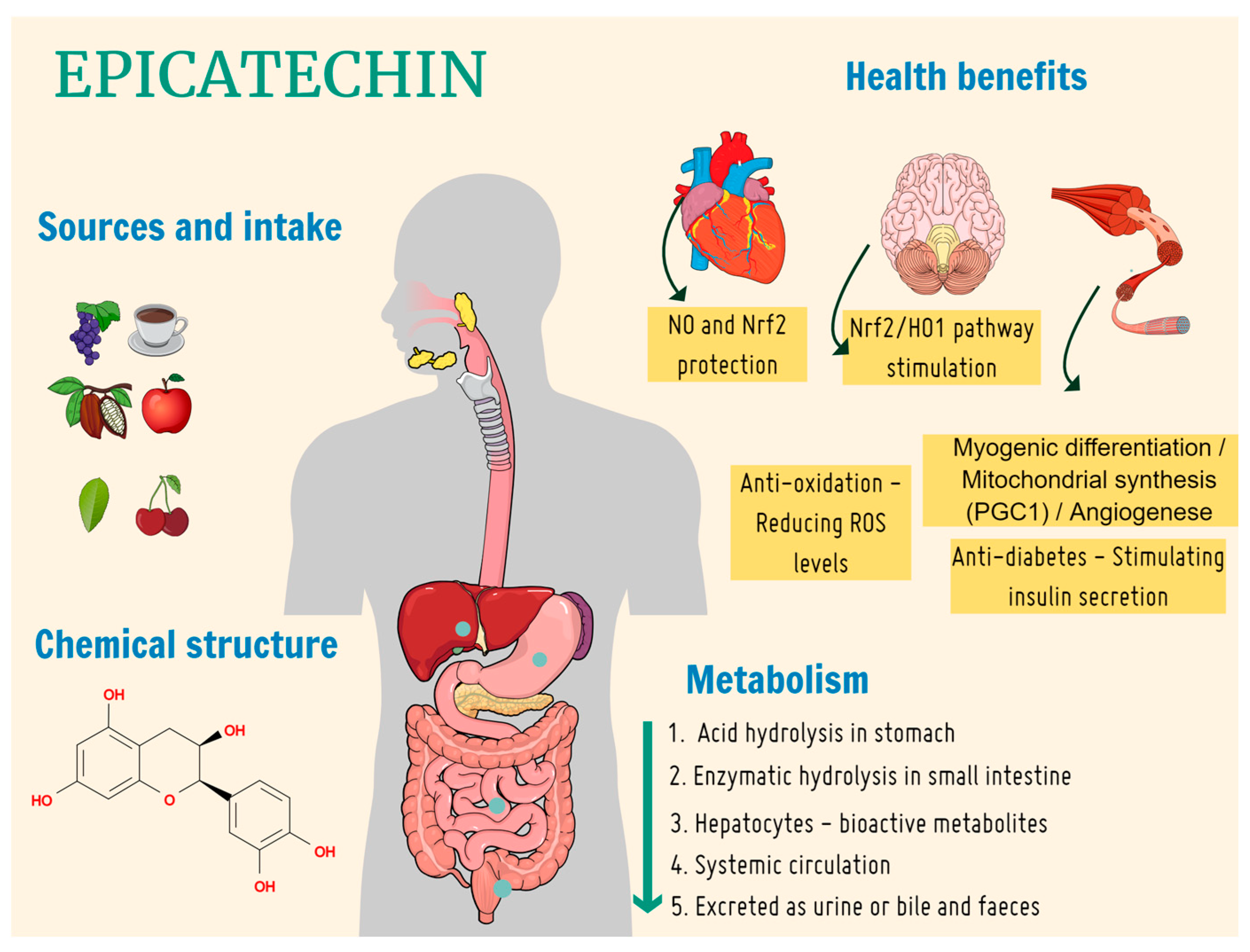 Nutrients 16 00326 g001