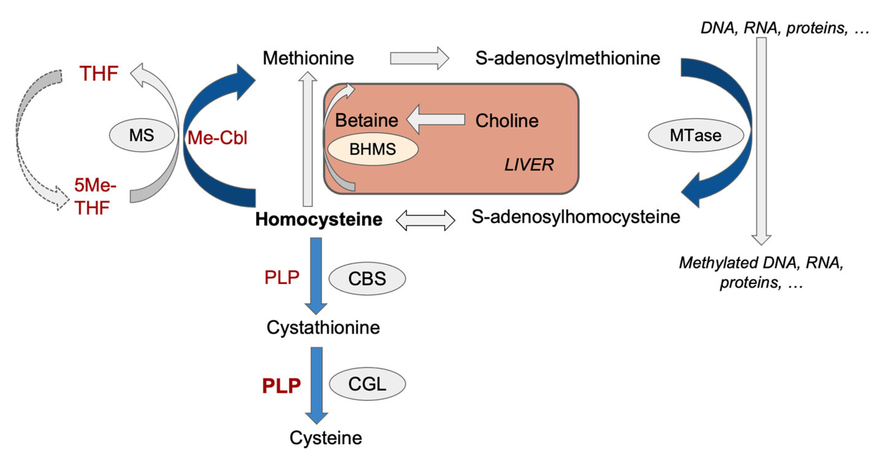 Nutrients 16 00330 g001 Nutrients 16 00330 g001