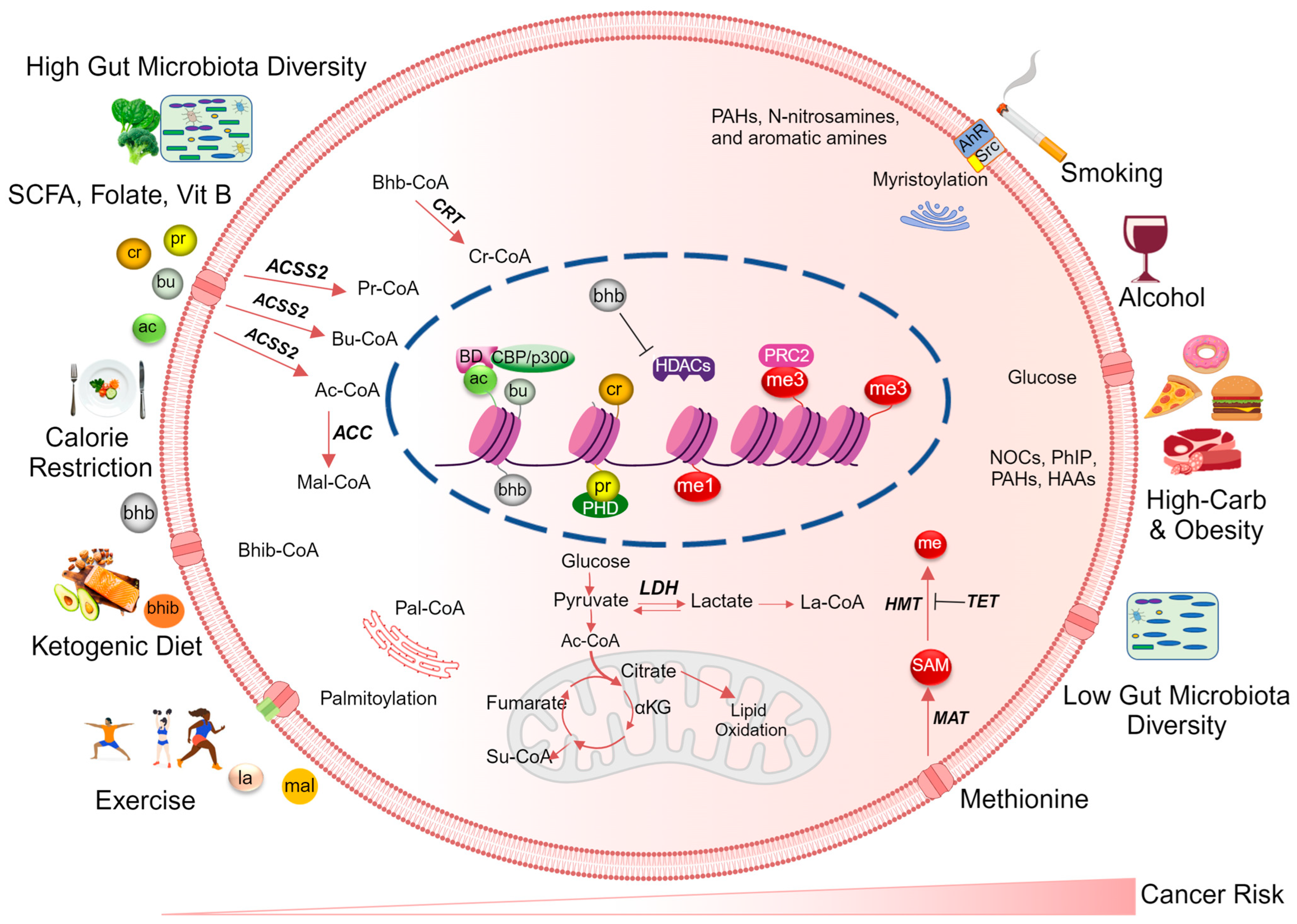 Nutrients 16 00396 g001