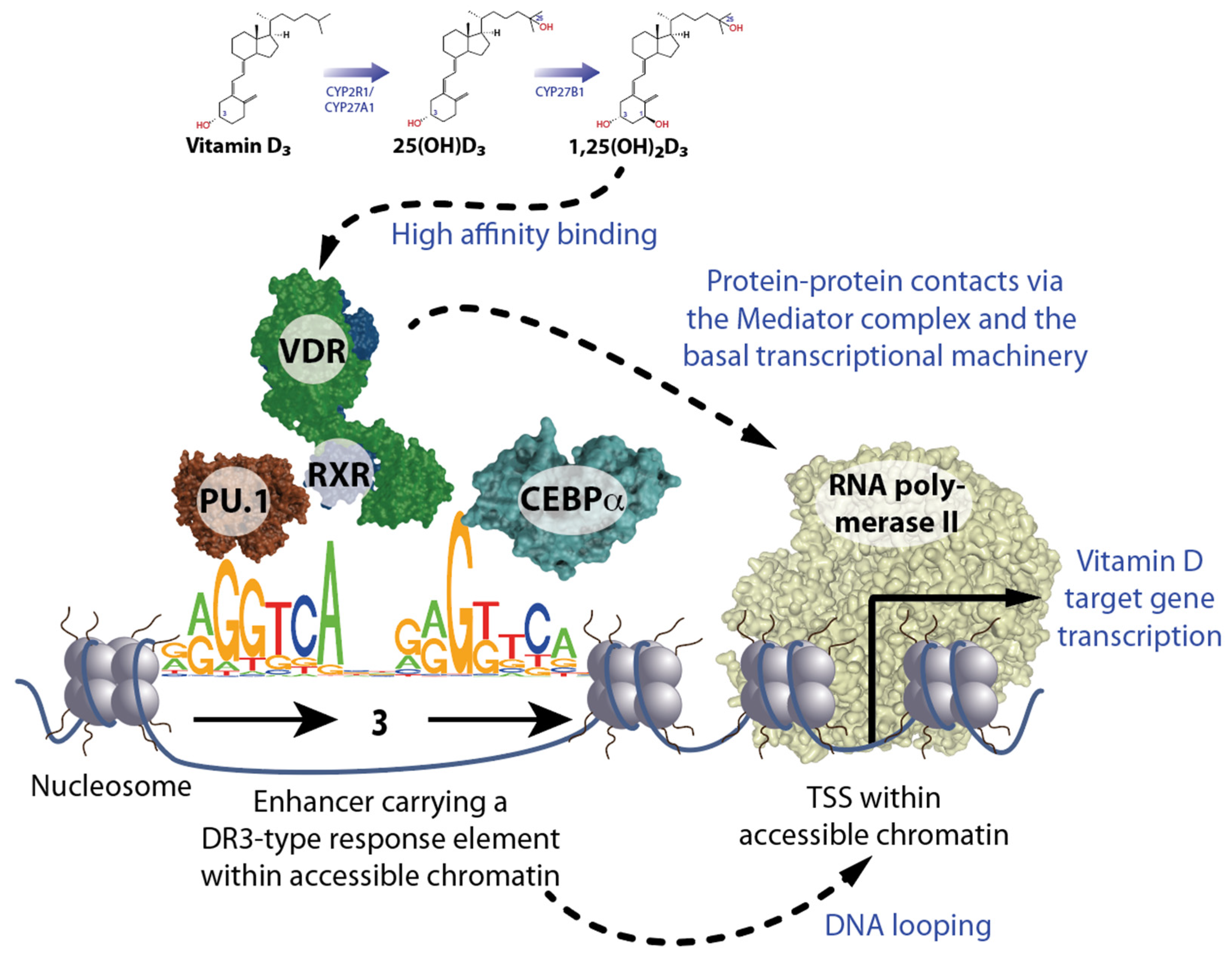 Nutrients 16 00398 g001