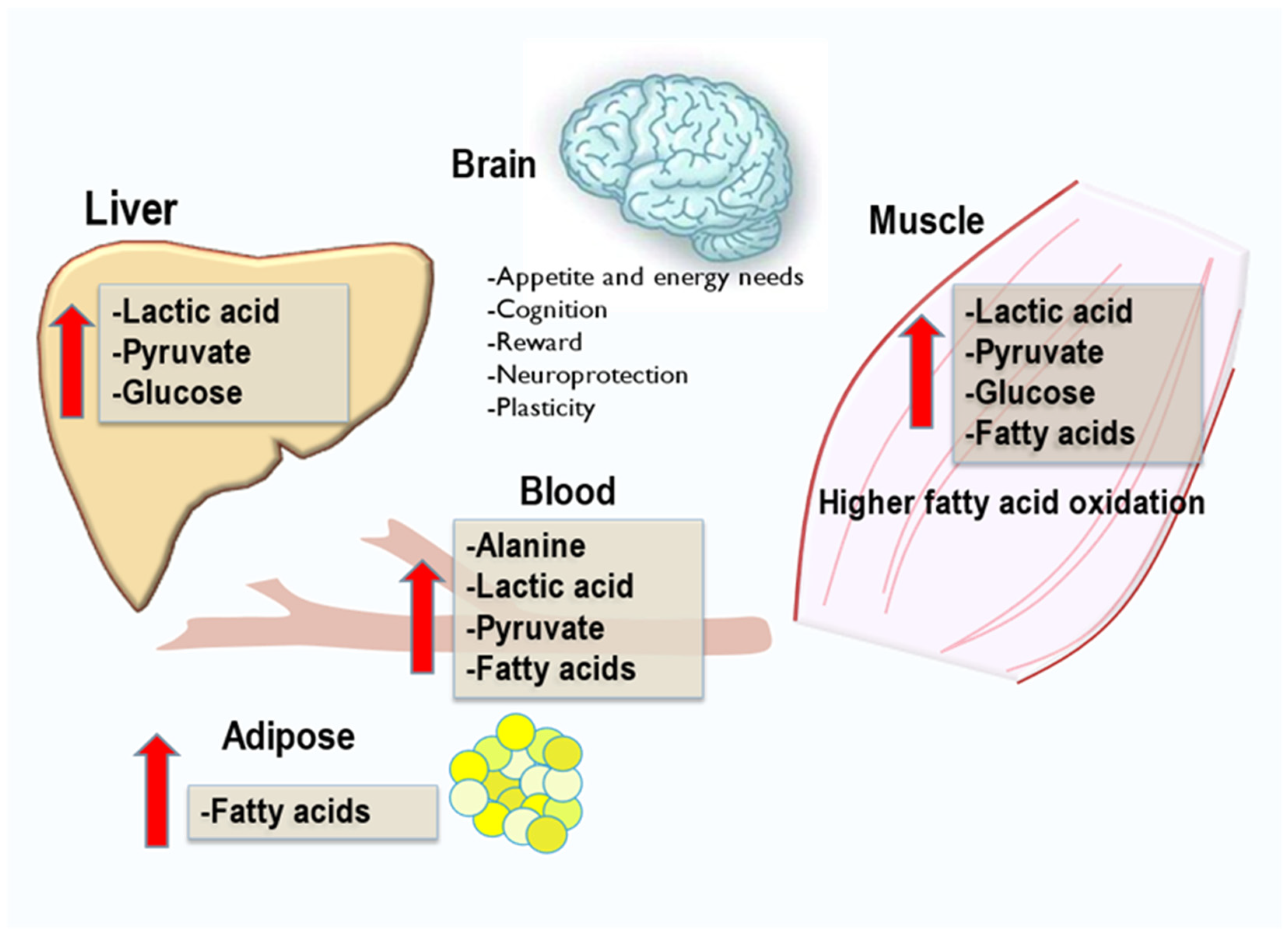 Exerkines, Nutrition, and Systemic Metabolism