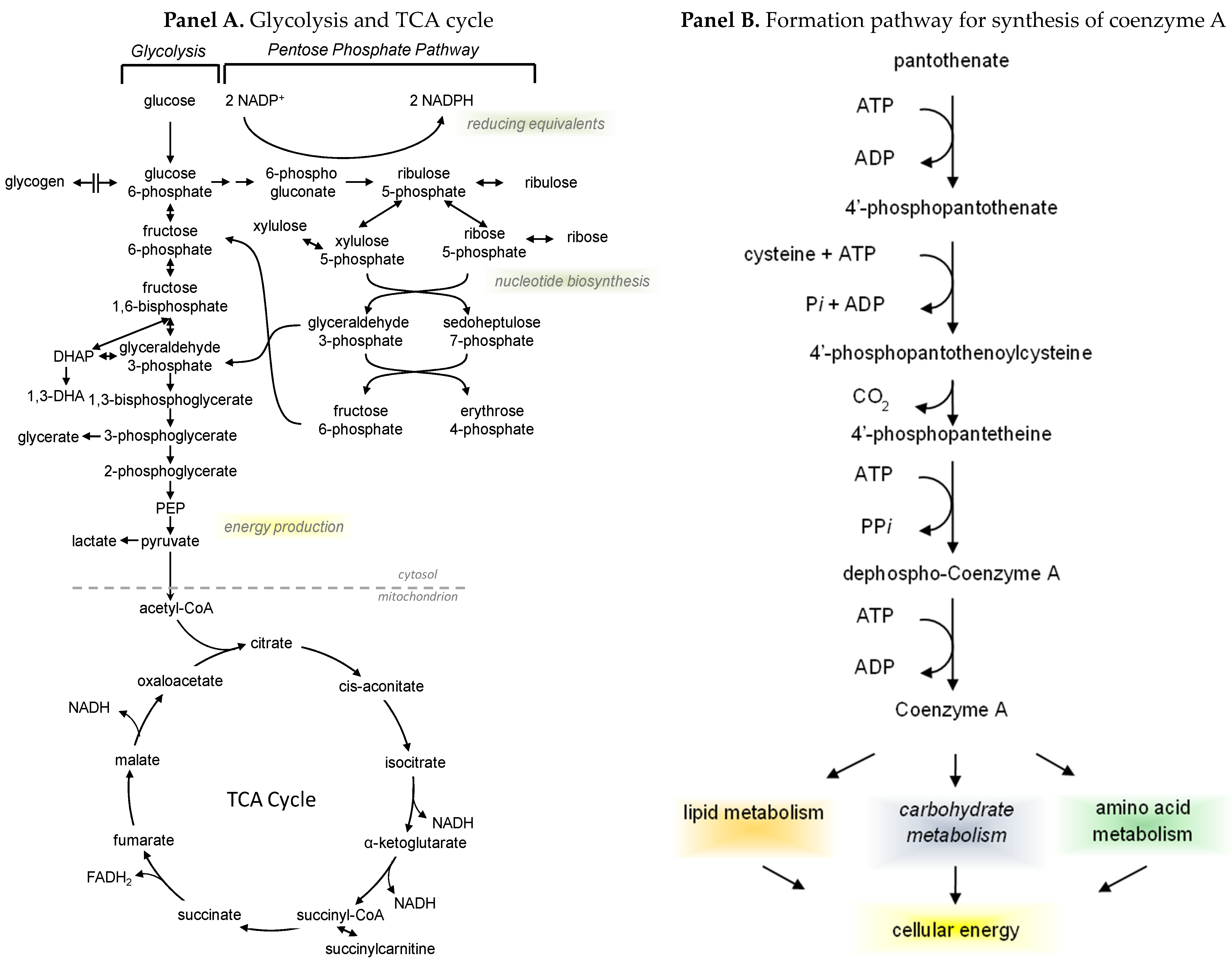 Nutrients 16 00410 g002