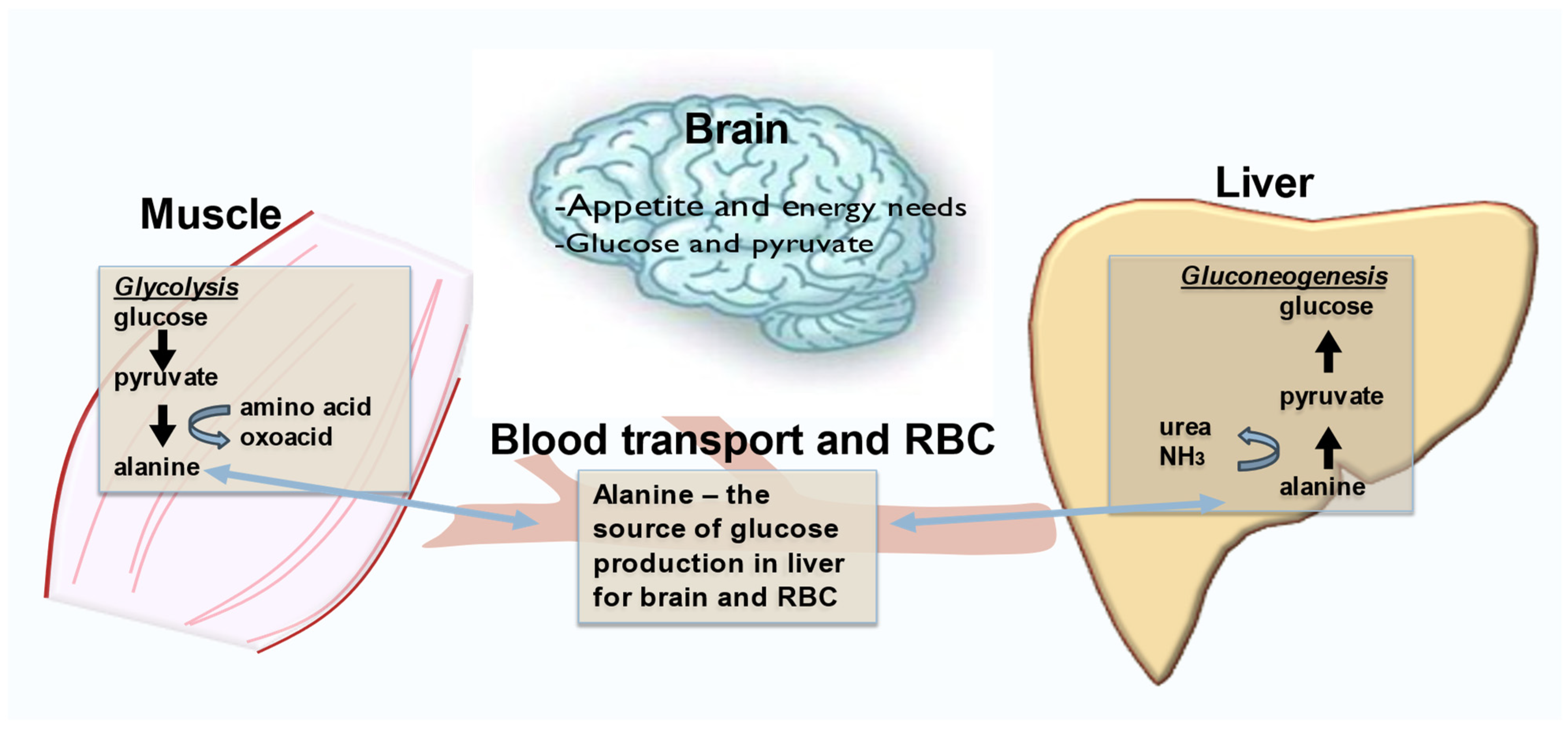 Nutrients 16 00410 g003