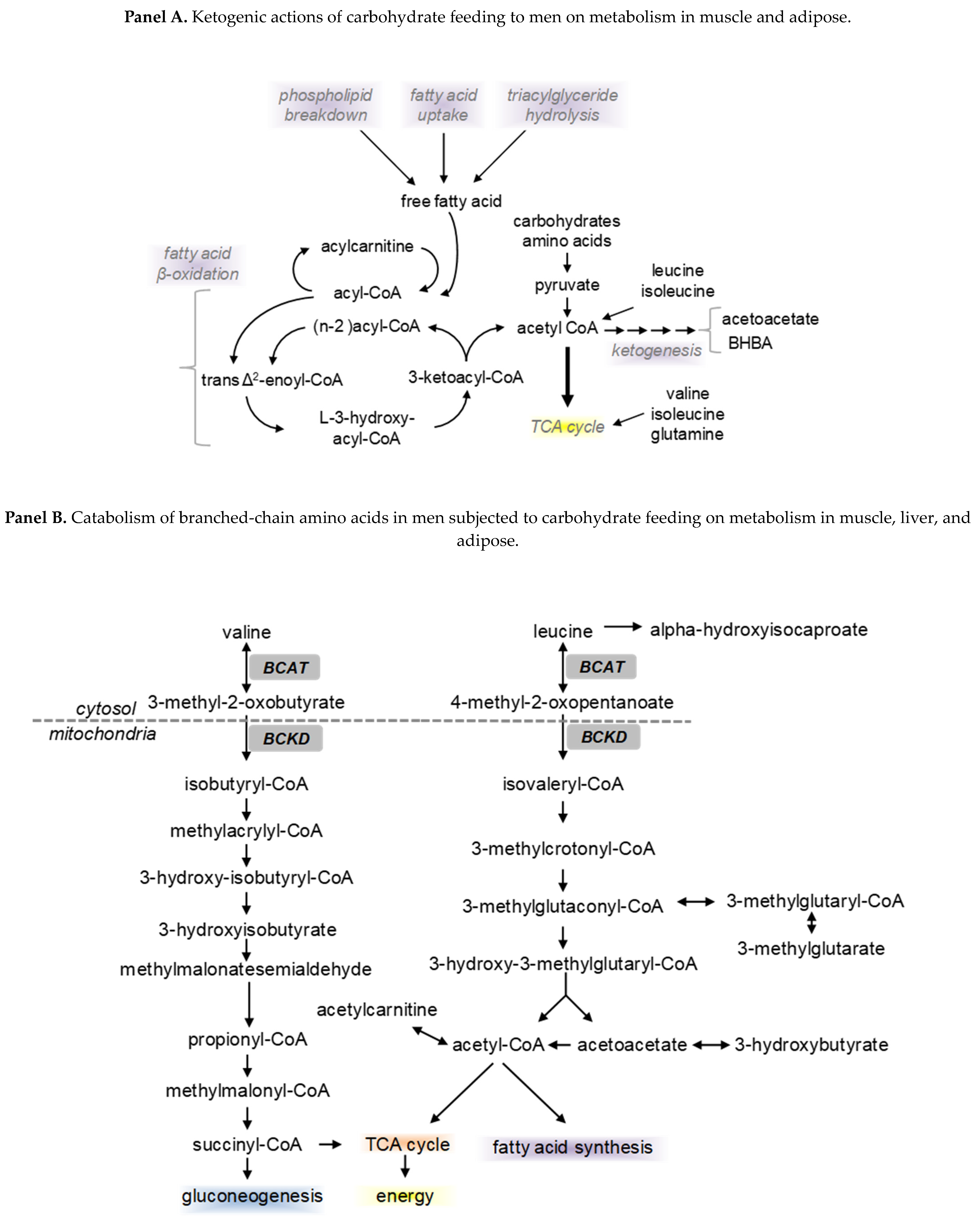 Nutrients 16 00410 g005a