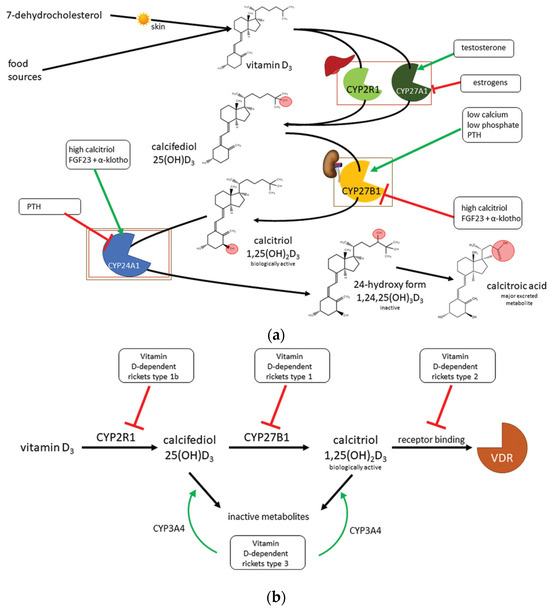 Rickets Types and Treatment with Vitamin D and Analogues