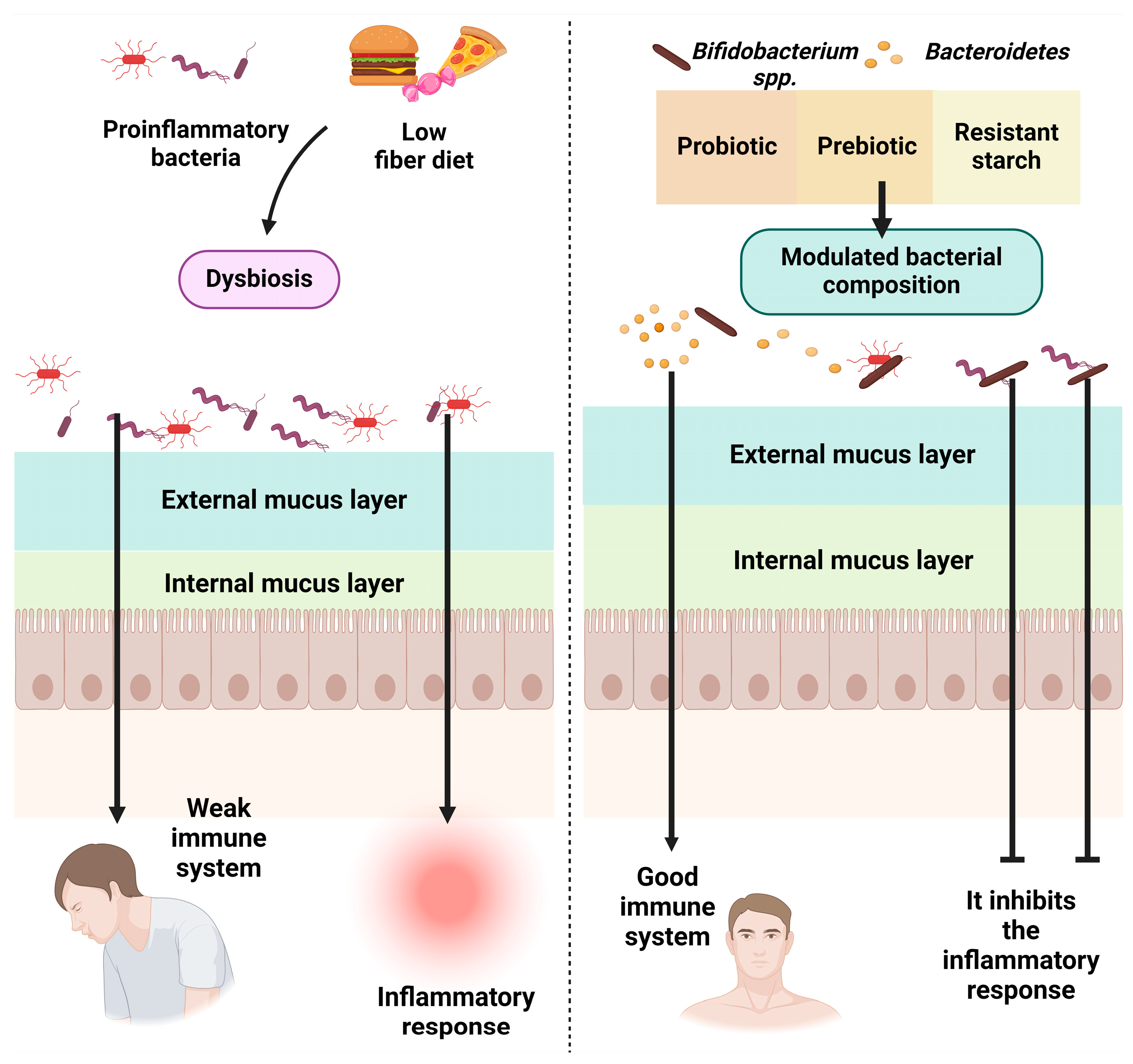 Nutrients 16 00446 g001
