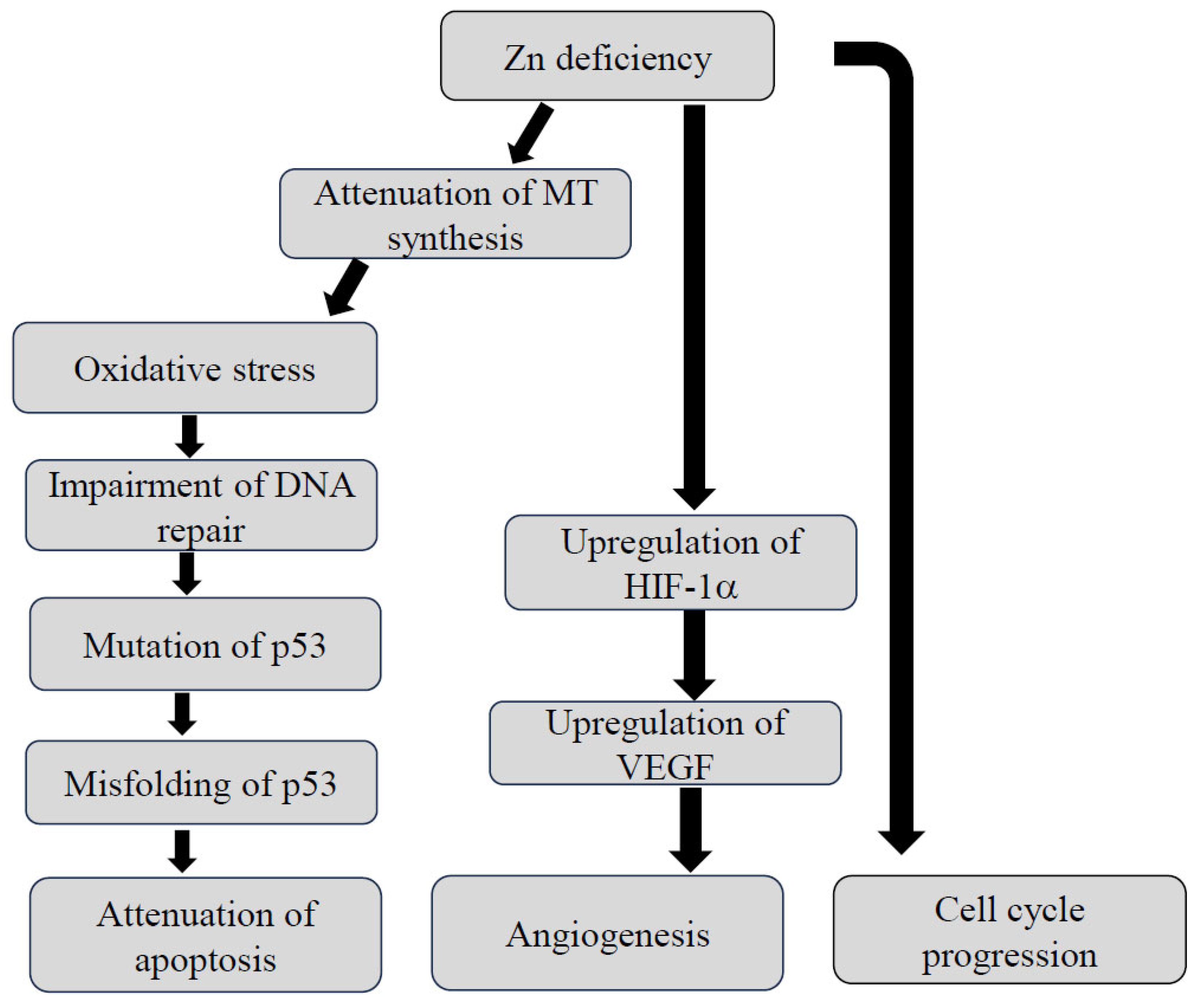 Nutrients 16 00472 g001