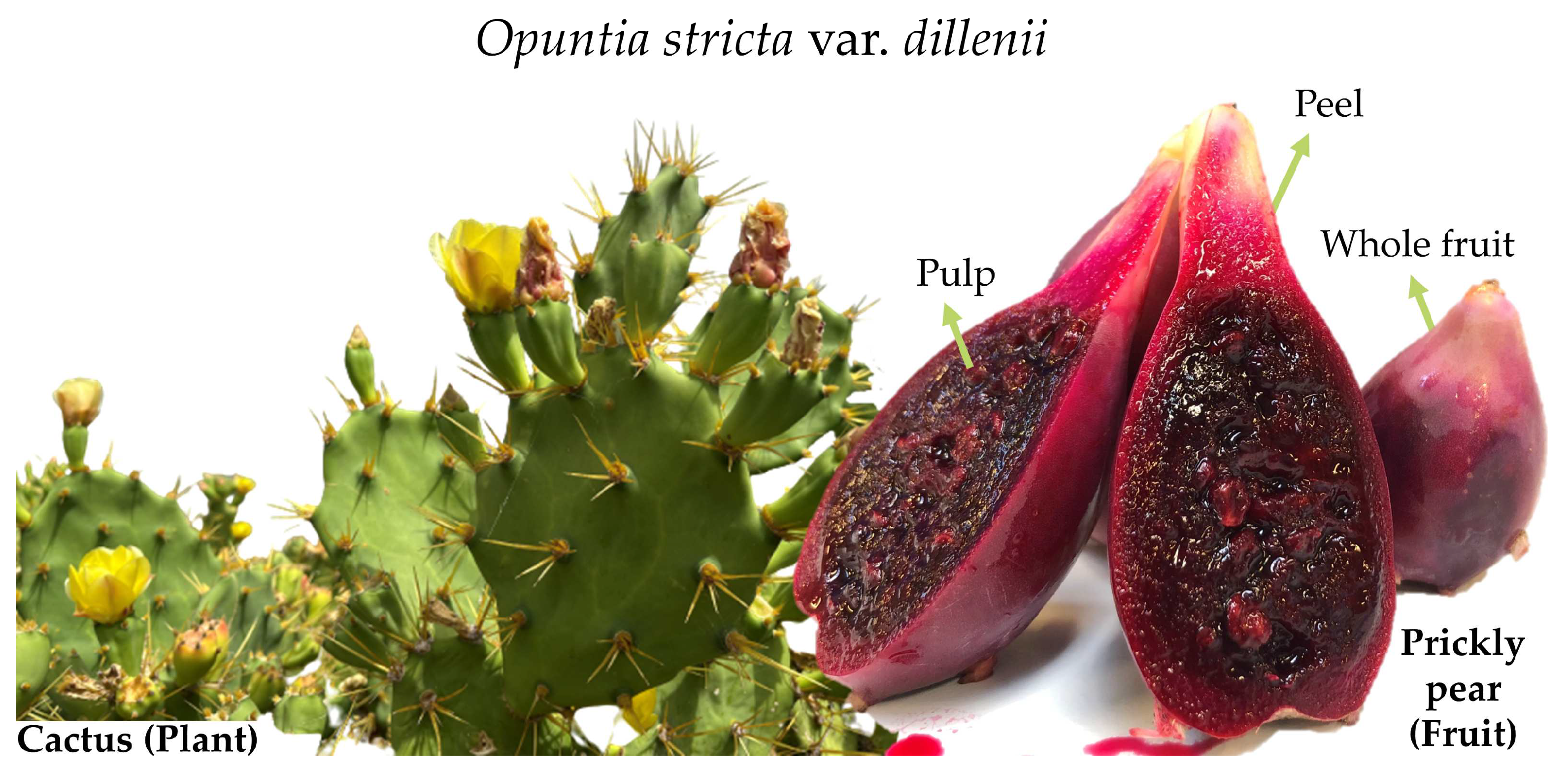 Nutrients 16 00499 g001