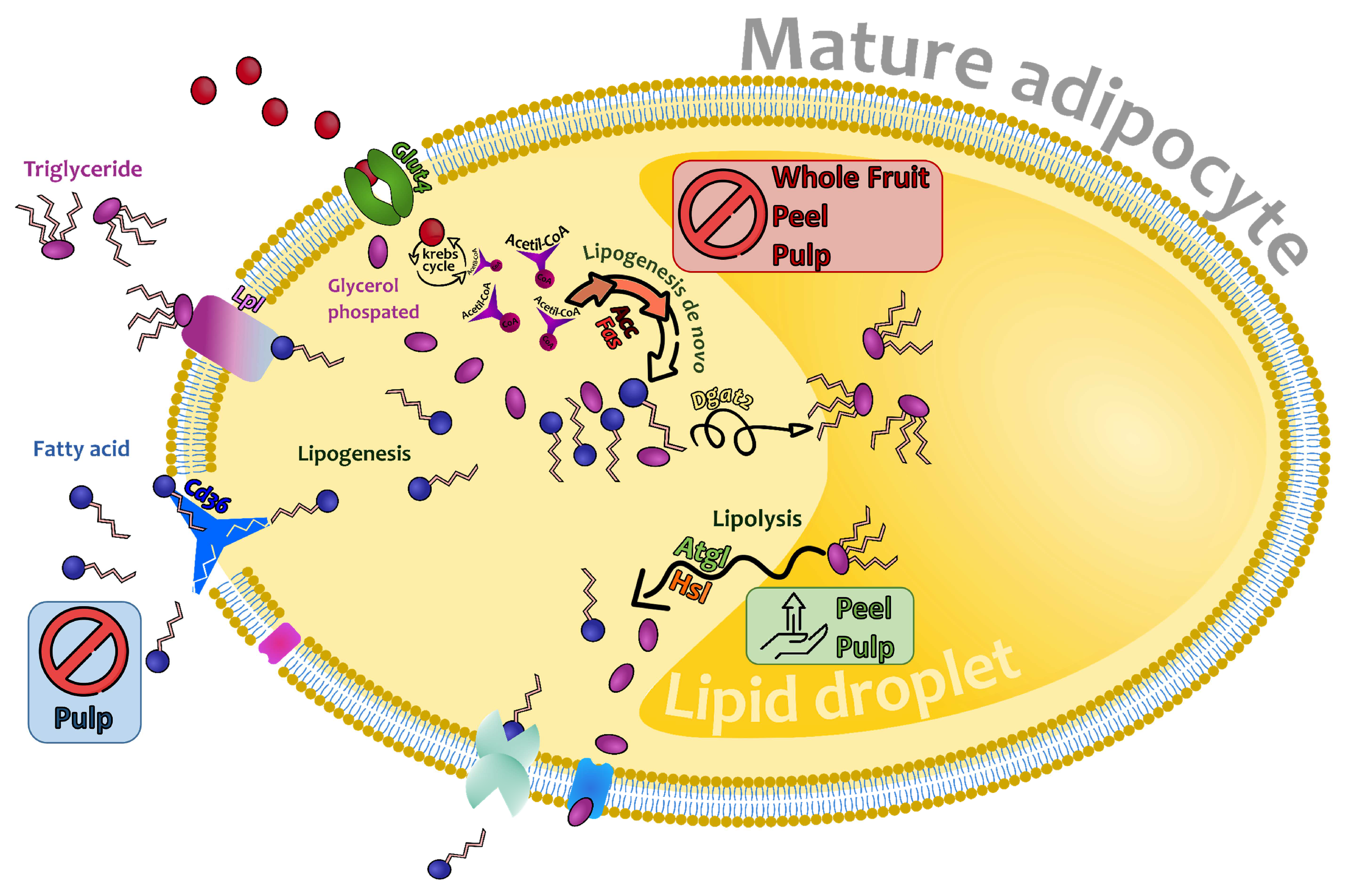 Nutrients 16 00499 g007