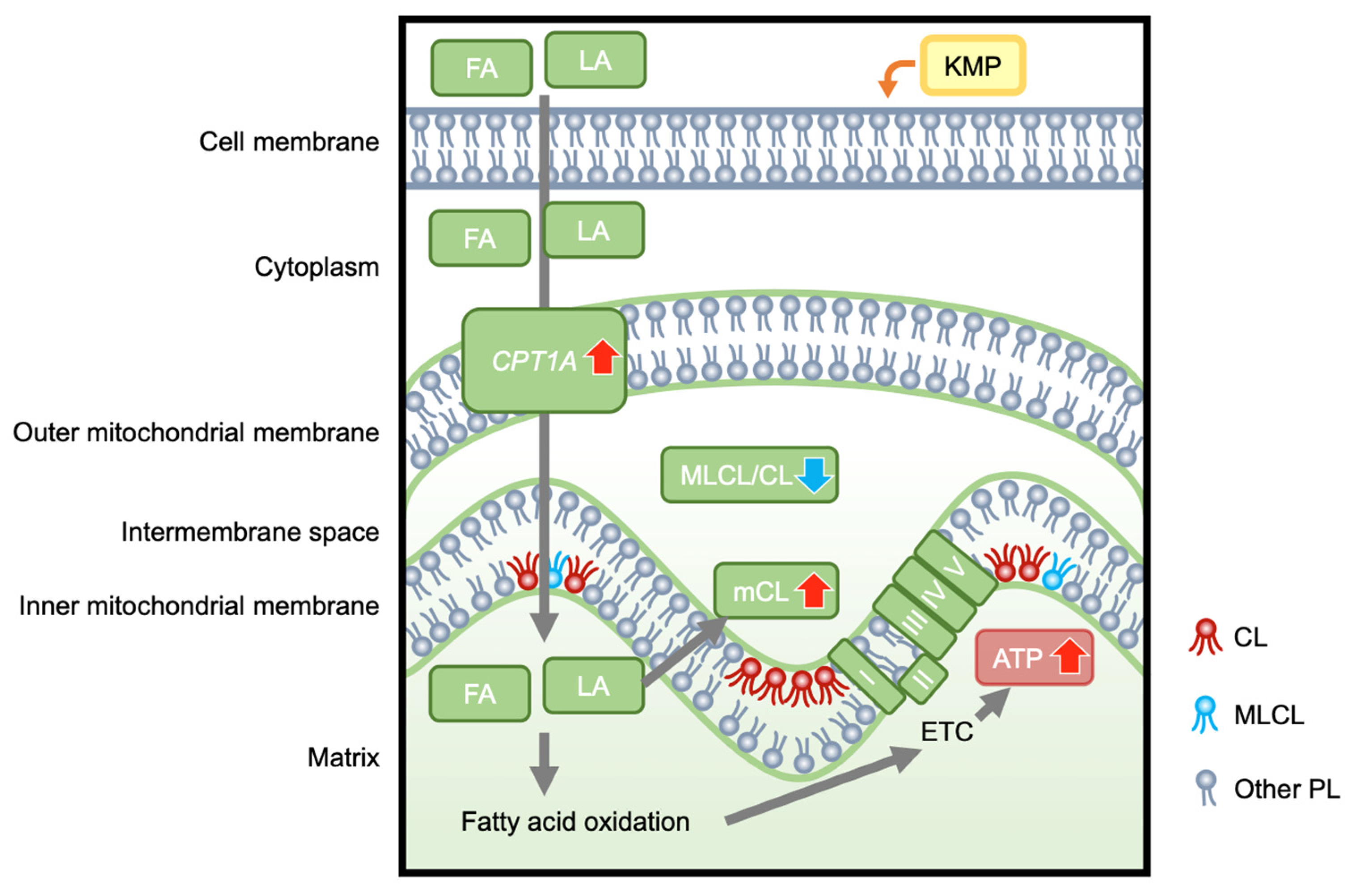 Nutrients 16 00508 g010 Nutrients 16 00508 g010