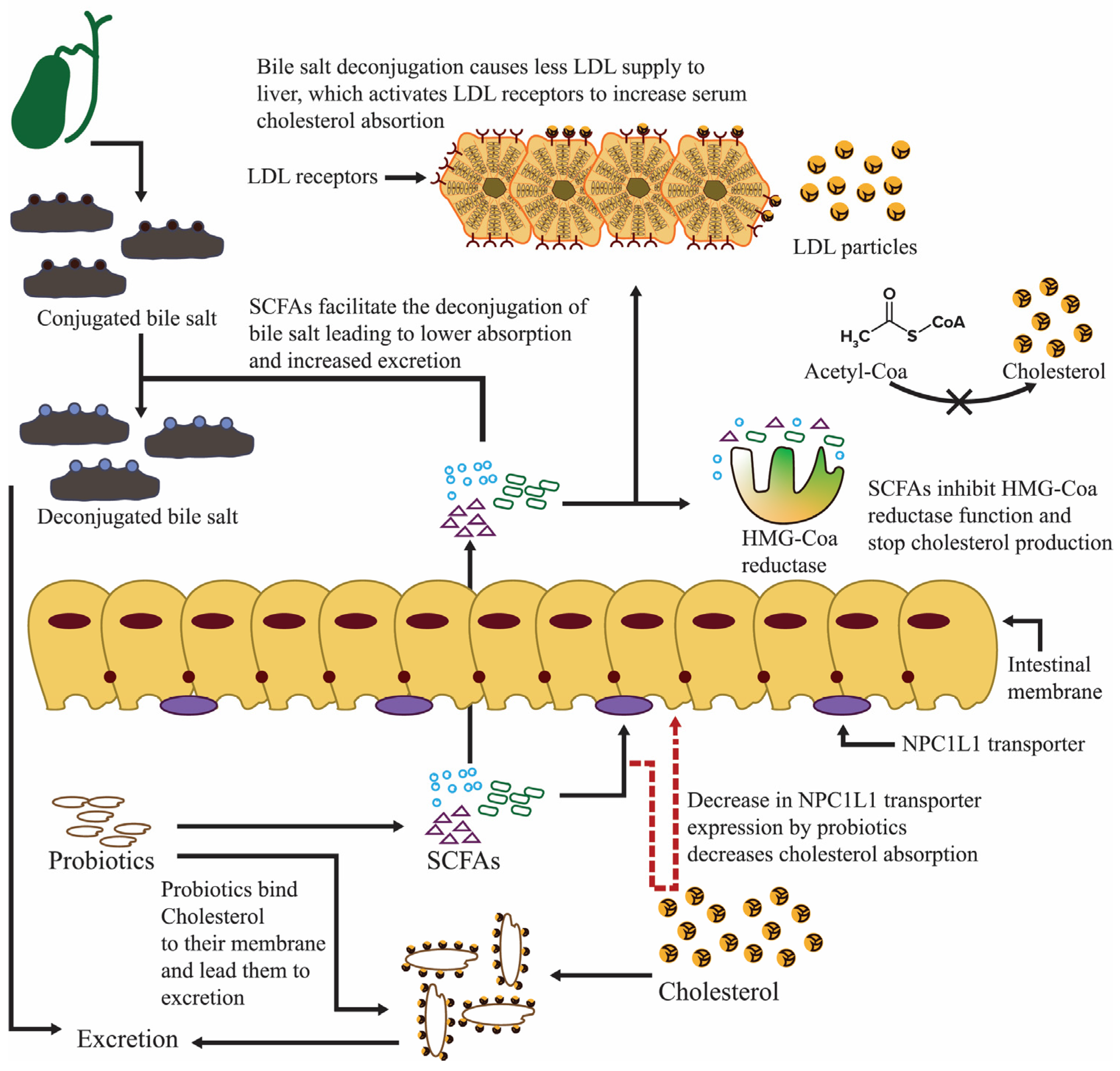 Nutrients 16 00546 g006 Nutrients 16 00546 g006