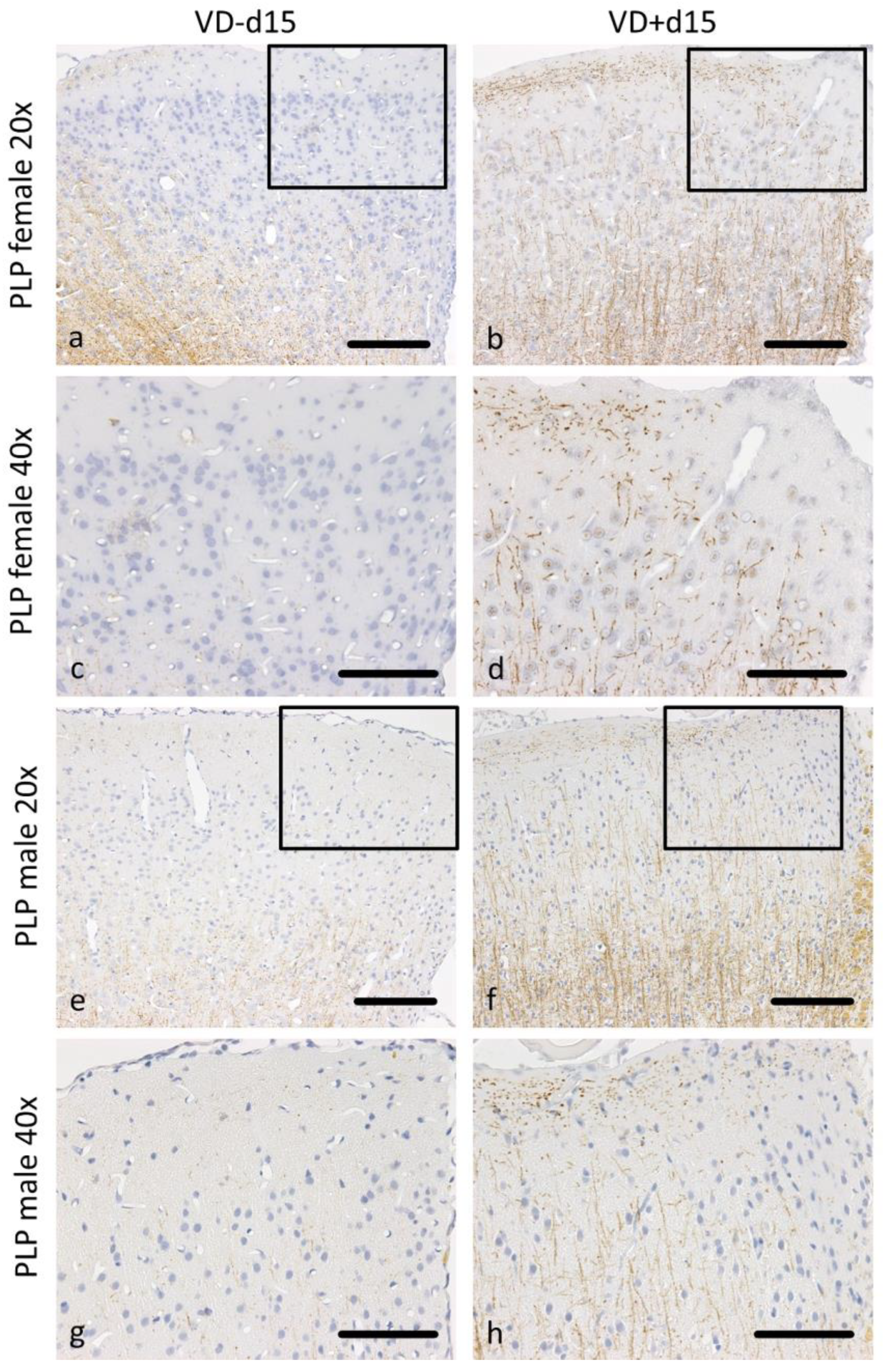 Nutrients 16 00554 g003