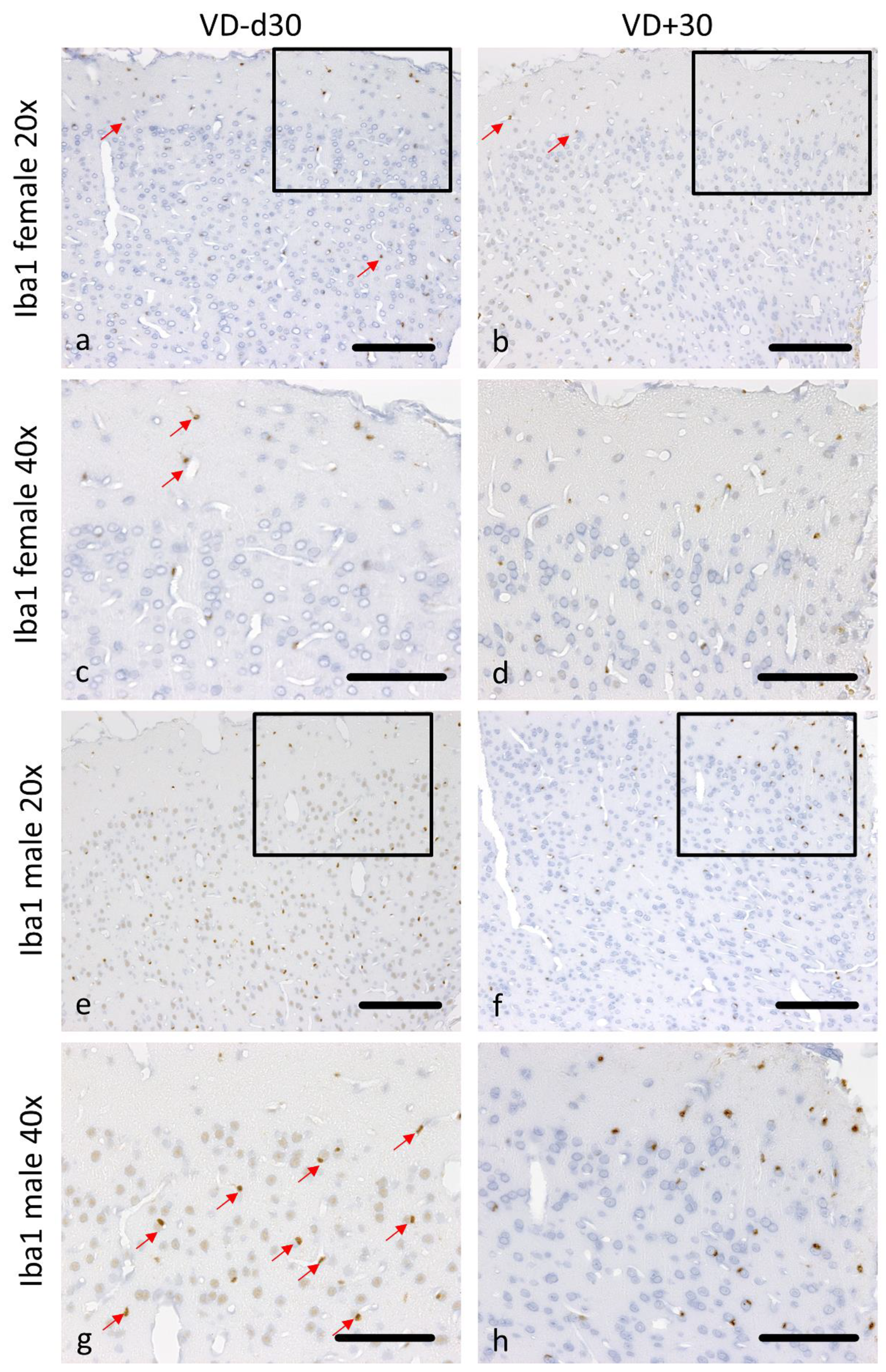 Nutrients 16 00554 g004