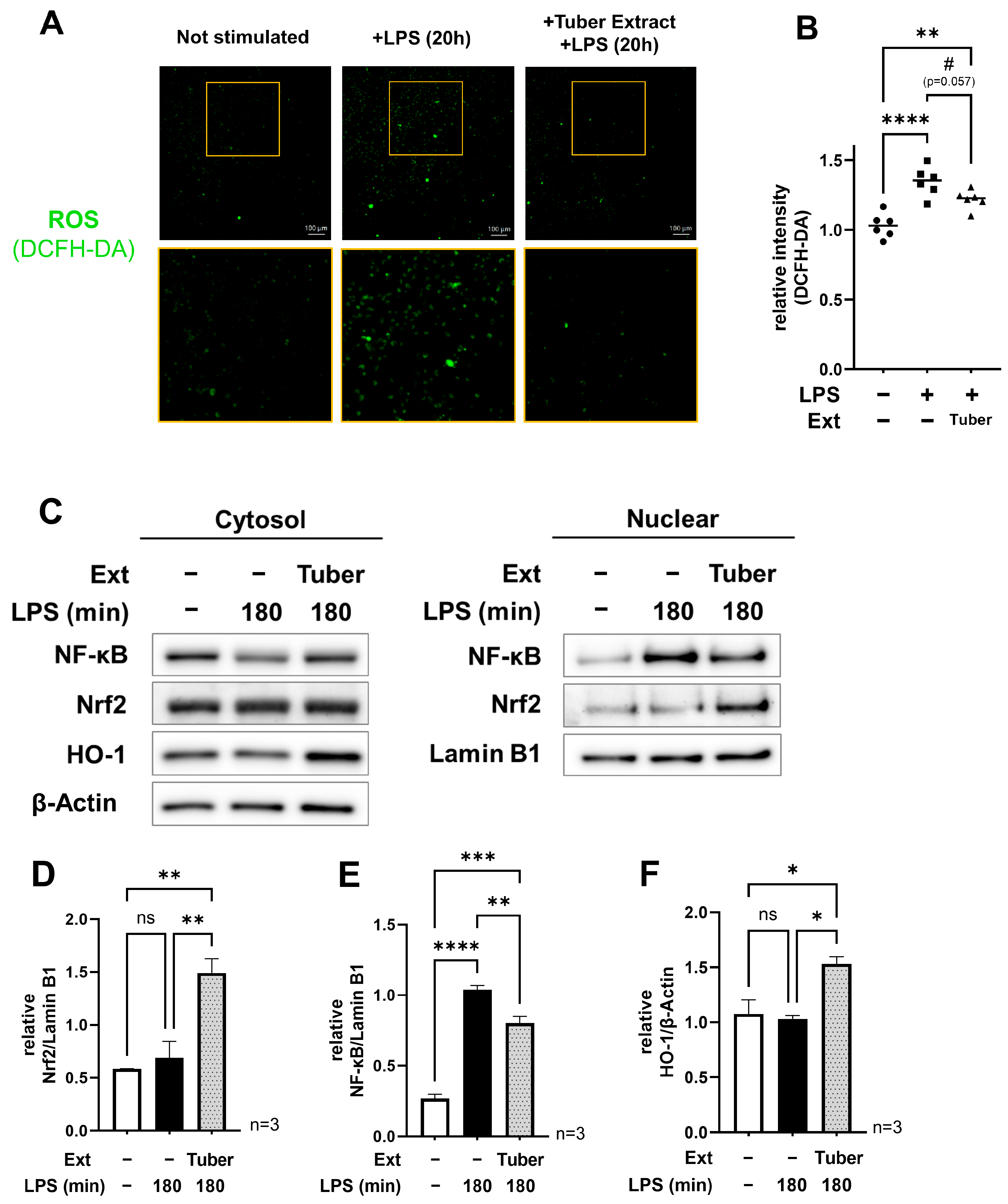 Nutrients 16 00563 g002