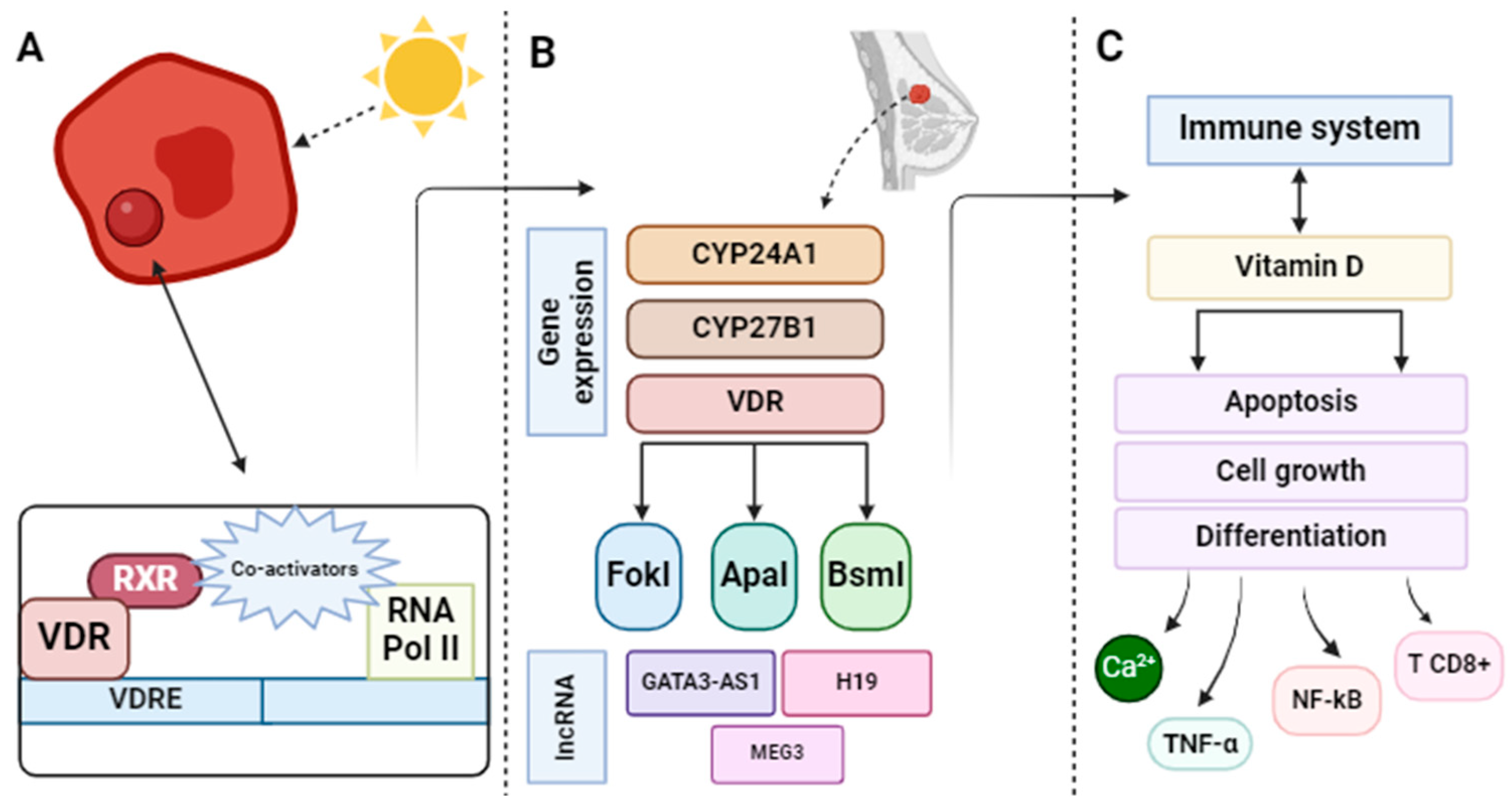 Nutrients 16 00573 g003 Nutrients 16 00573 g003