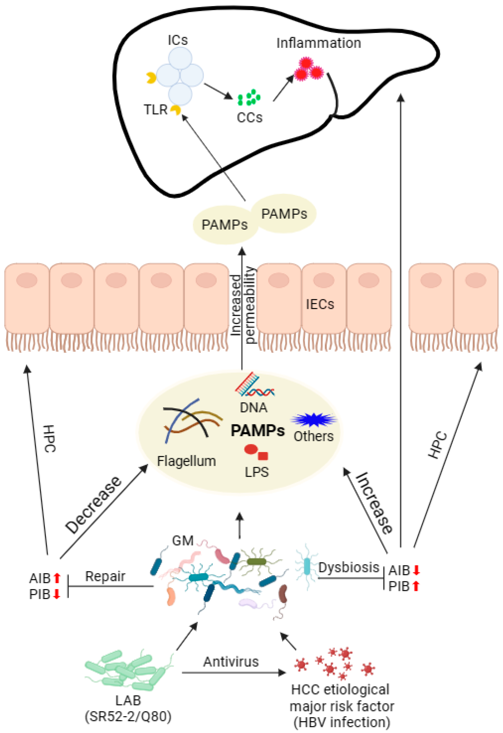 Nutrients 16 00600 g005