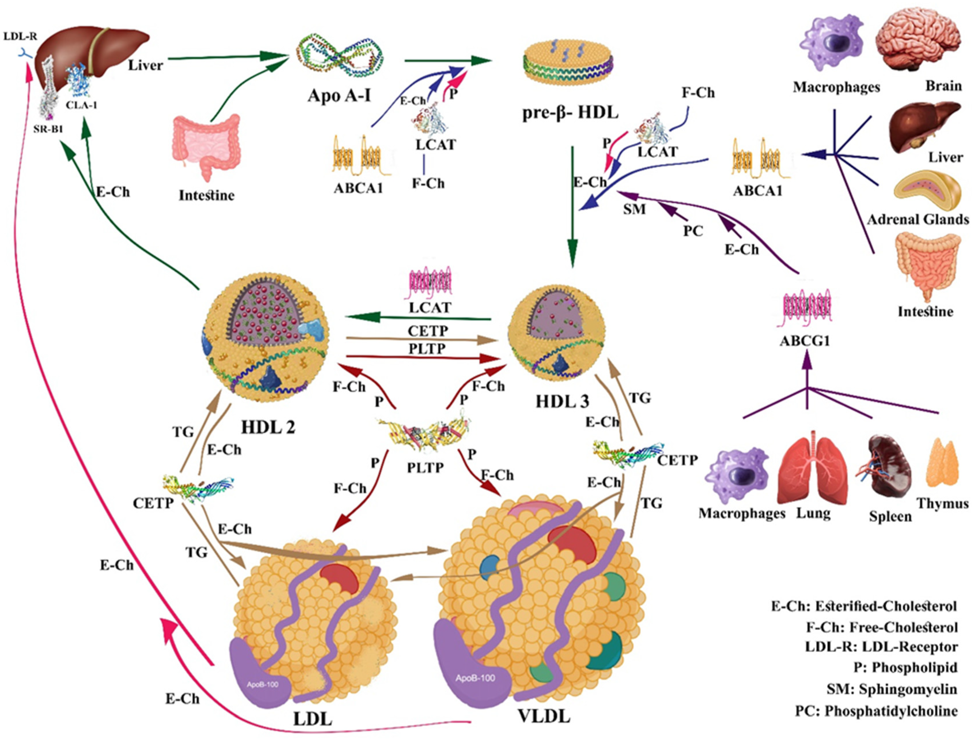 Nutrients 16 00653 g002 Nutrients 16 00653 g002