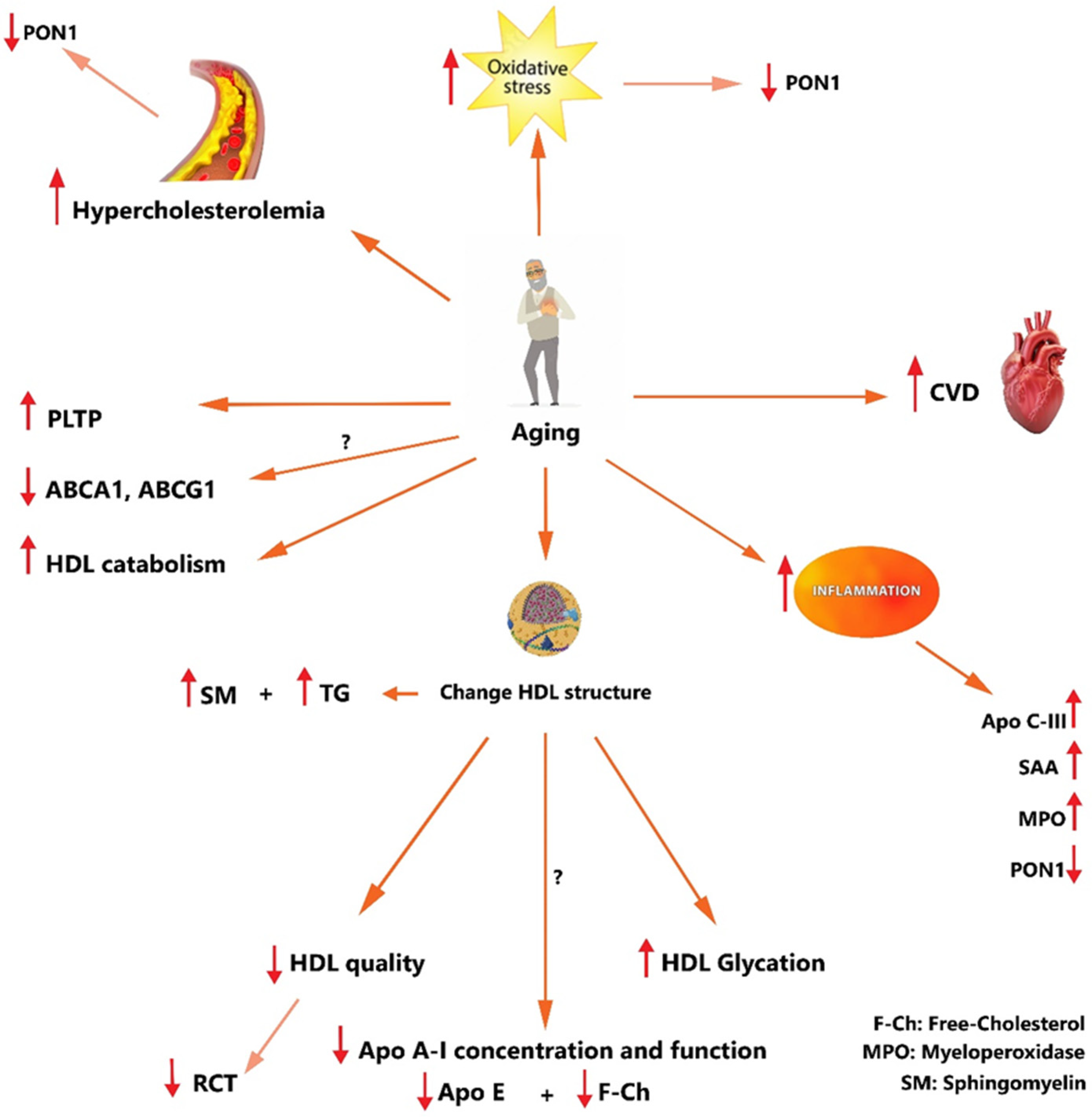 Nutrients 16 00653 g003 Nutrients 16 00653 g003