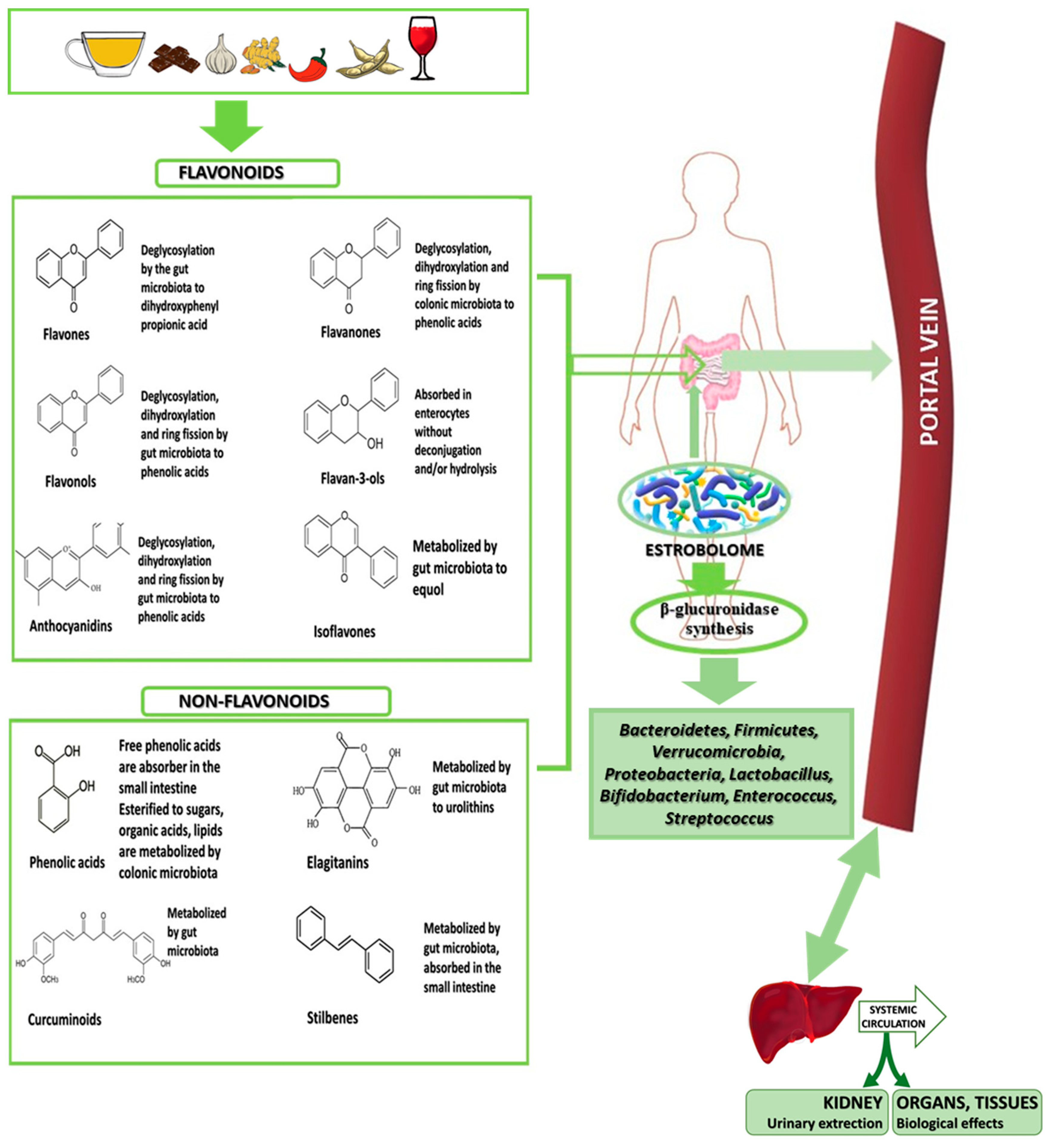 Nutrients 16 00681 g003 Nutrients 16 00681 g003