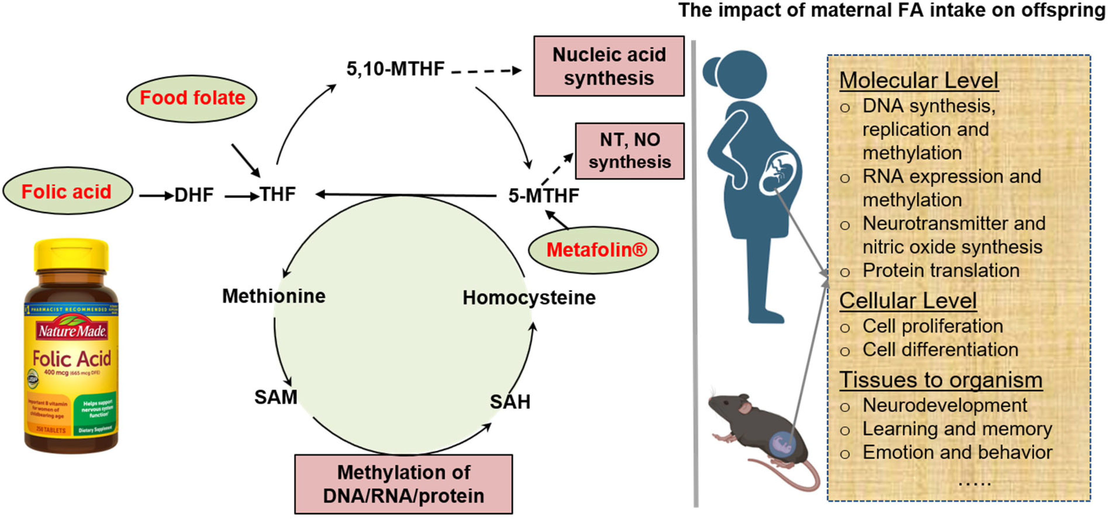 Nutrients 16 00755 g001 Nutrients 16 00755 g001