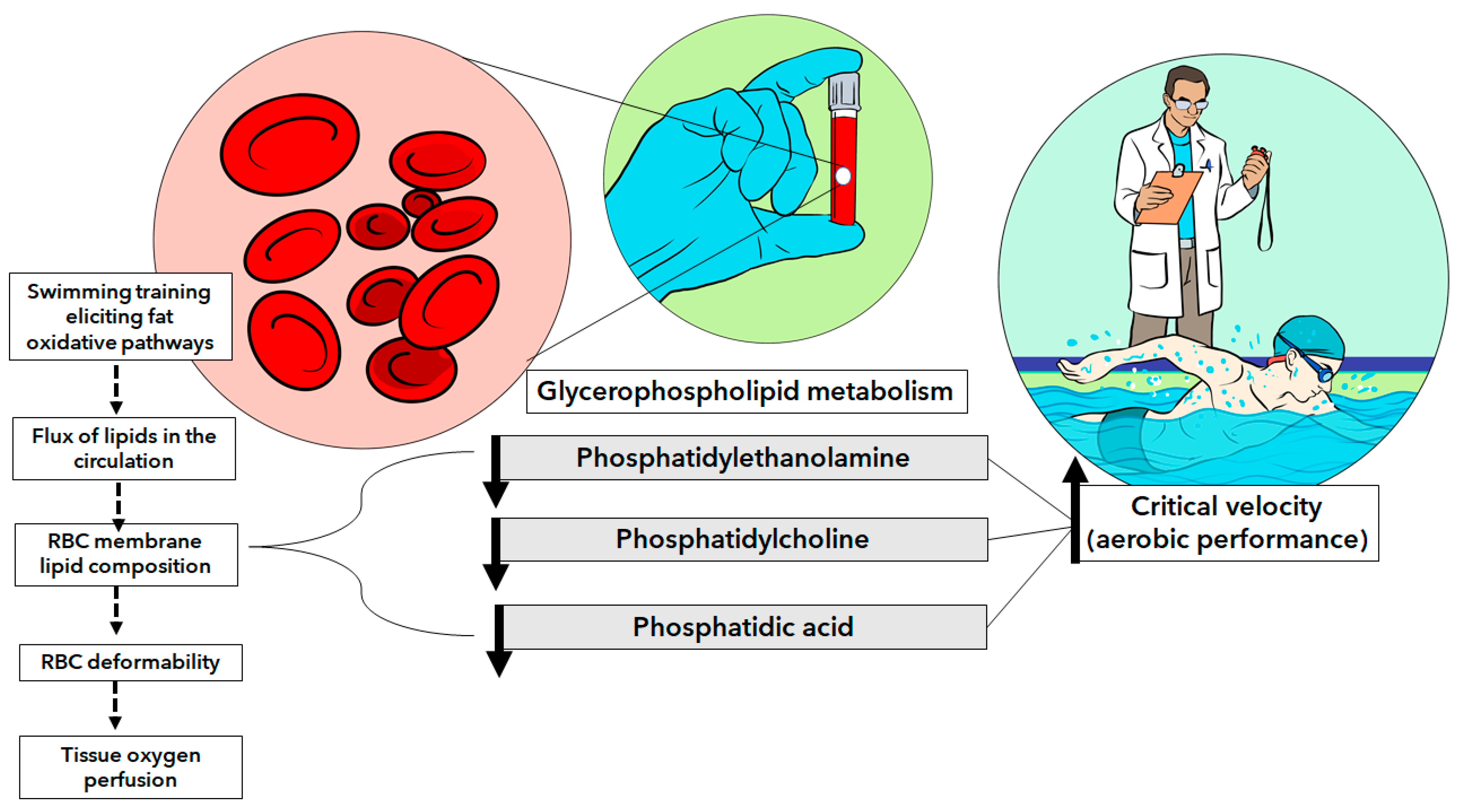 Nutrients 16 00765 g005 Nutrients 16 00765 g005