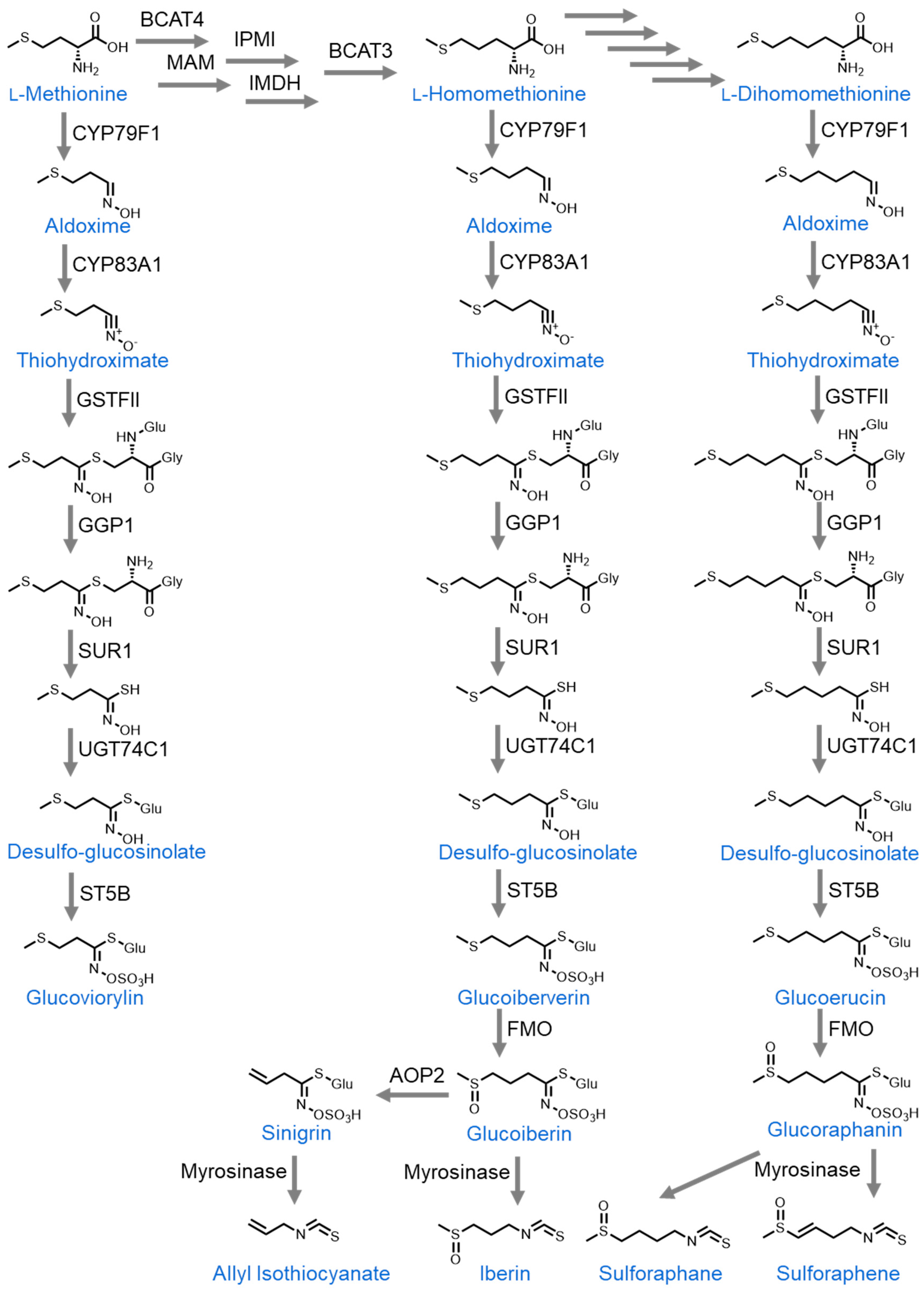 Nutrients 16 00802 g001 Nutrients 16 00802 g001
