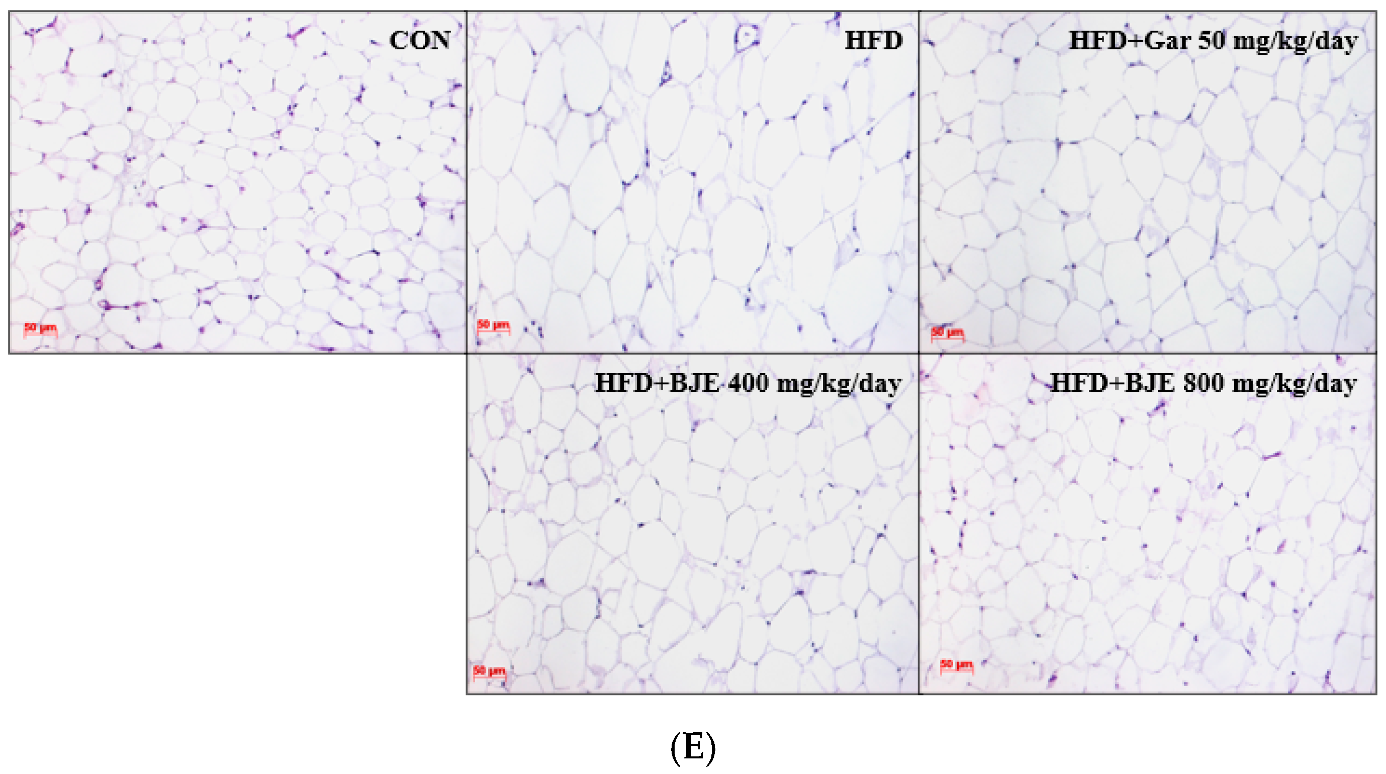 Nutrients 16 00846 g004b