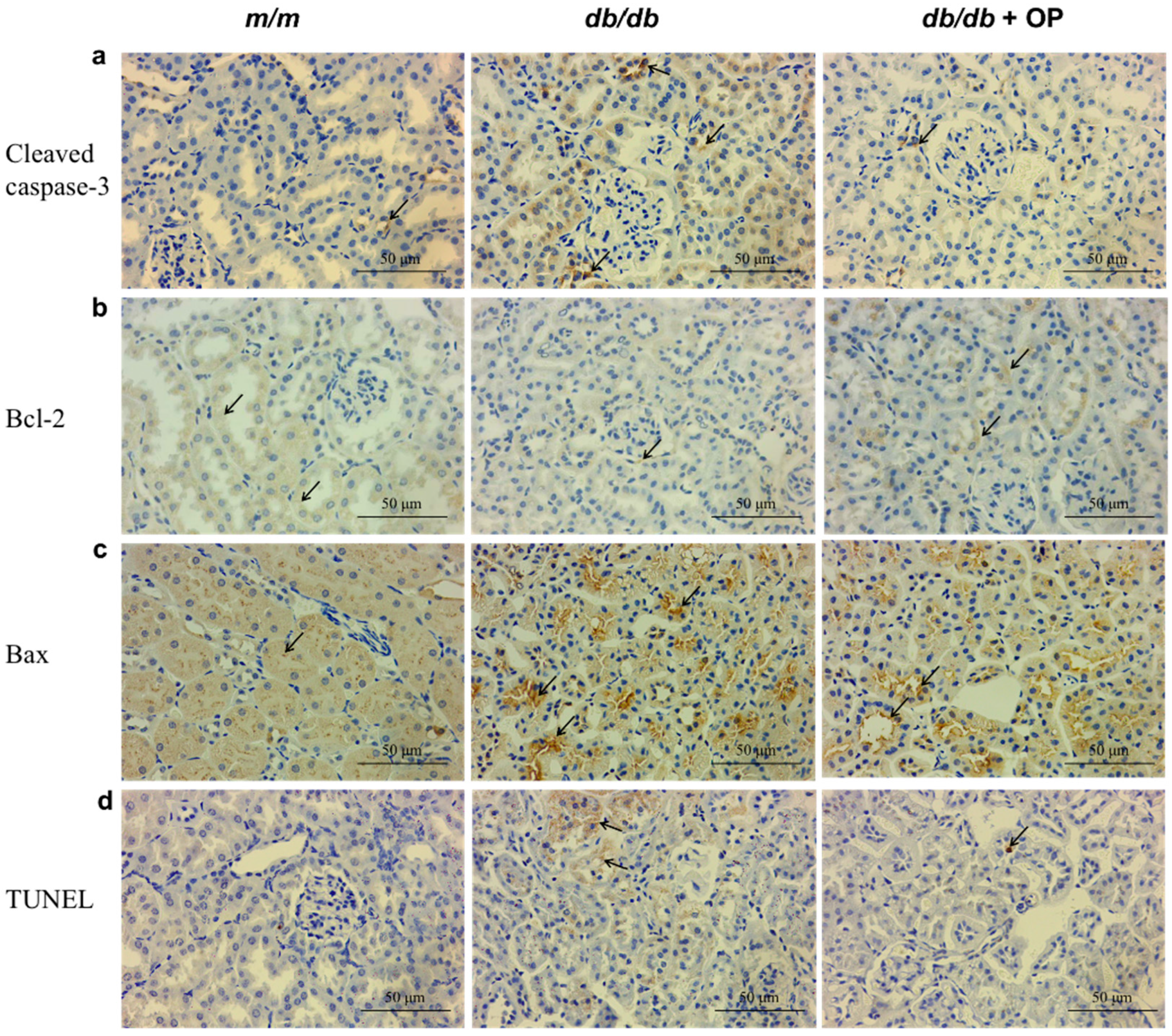 Nutrients 16 00848 g003 Nutrients 16 00848 g003
