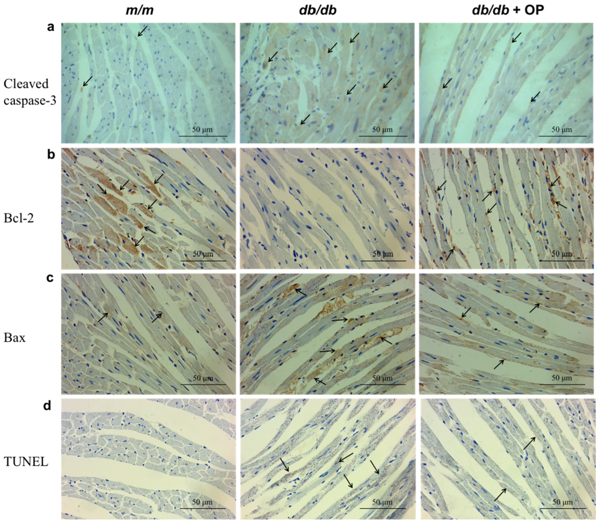Nutrients 16 00848 g007 Nutrients 16 00848 g007