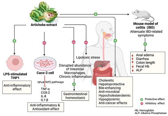 Artichoke extract benefits 