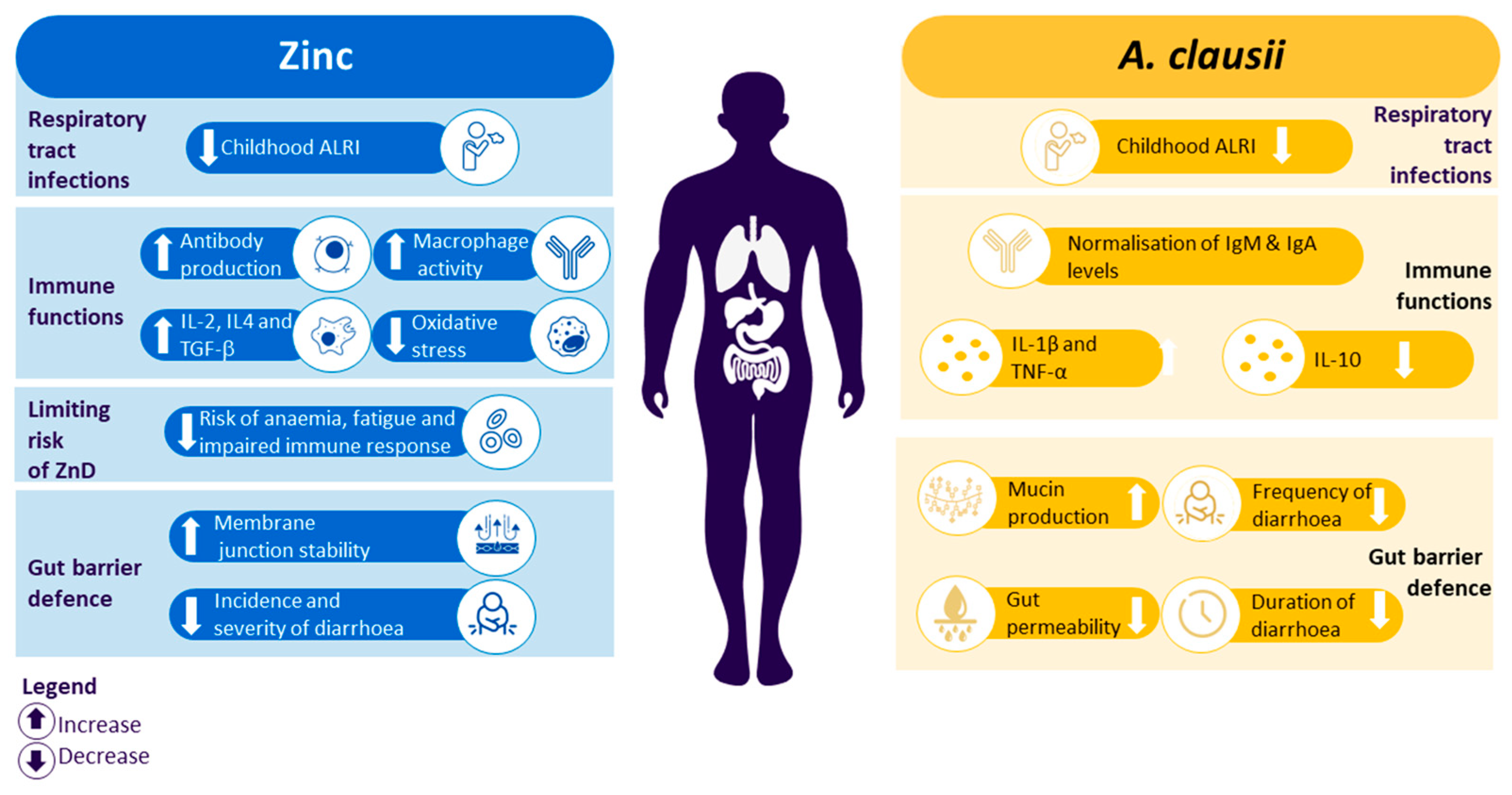 Potential Complementary Effect of Zinc and