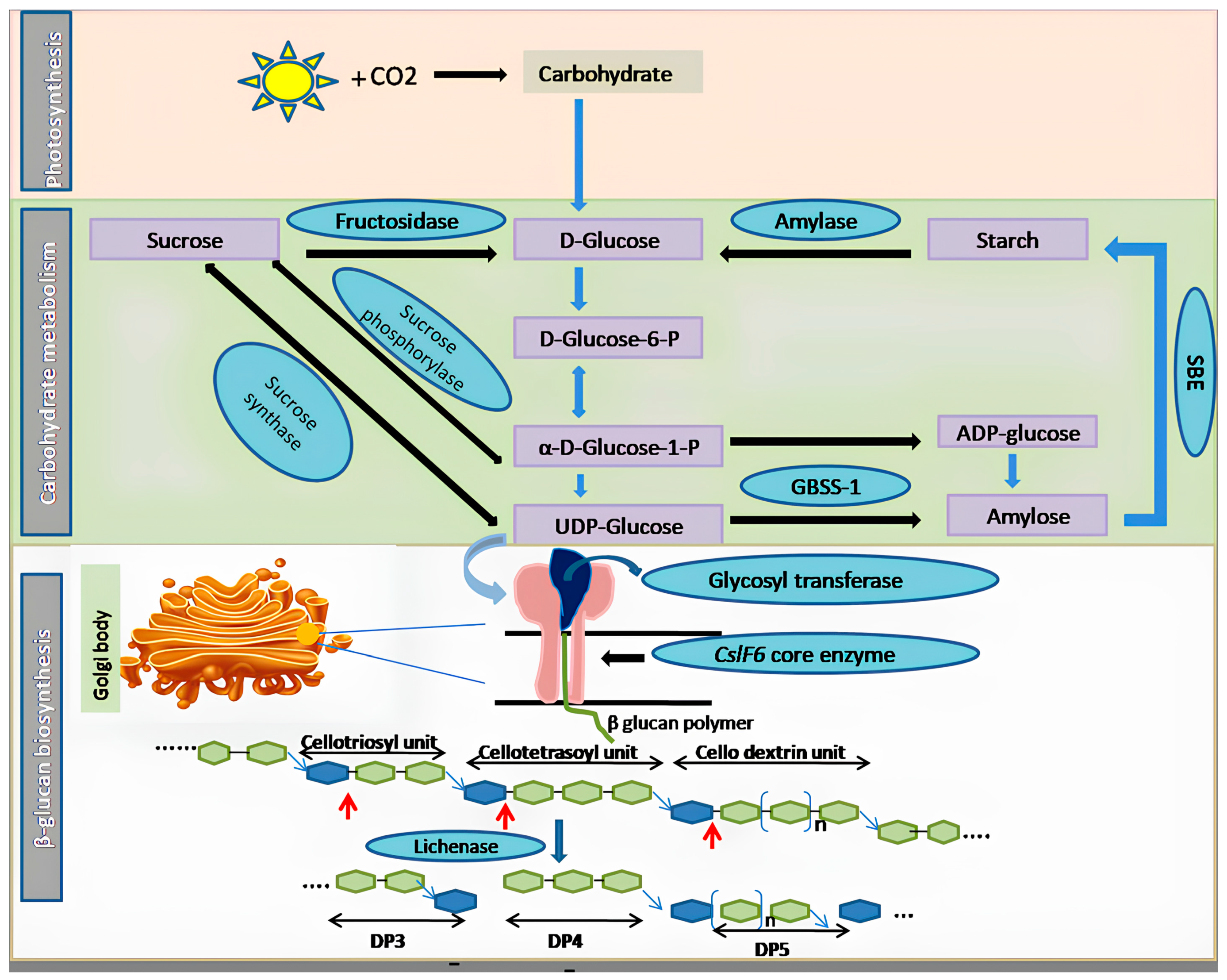 Nutrients 16 00900 g001