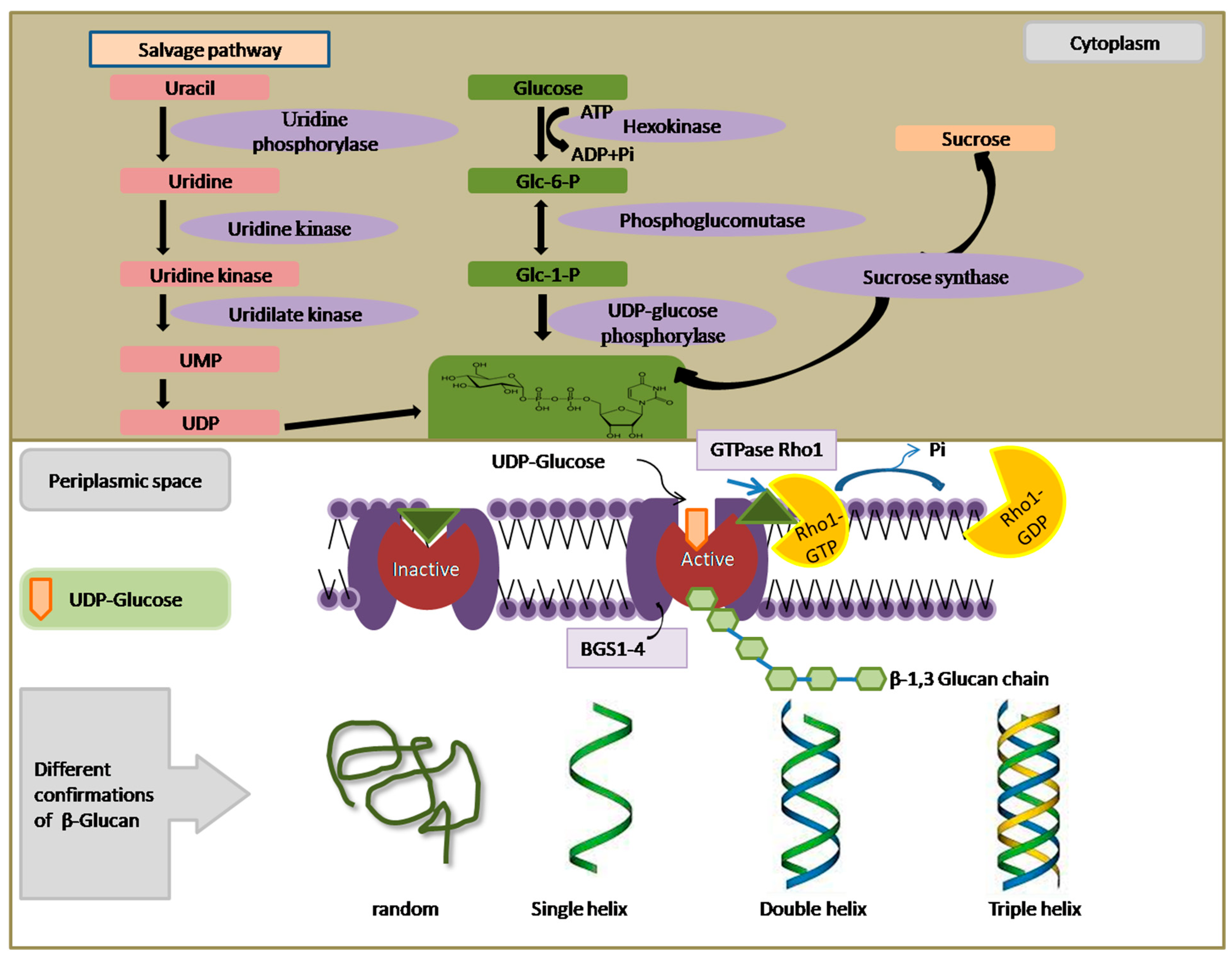 Nutrients 16 00900 g002