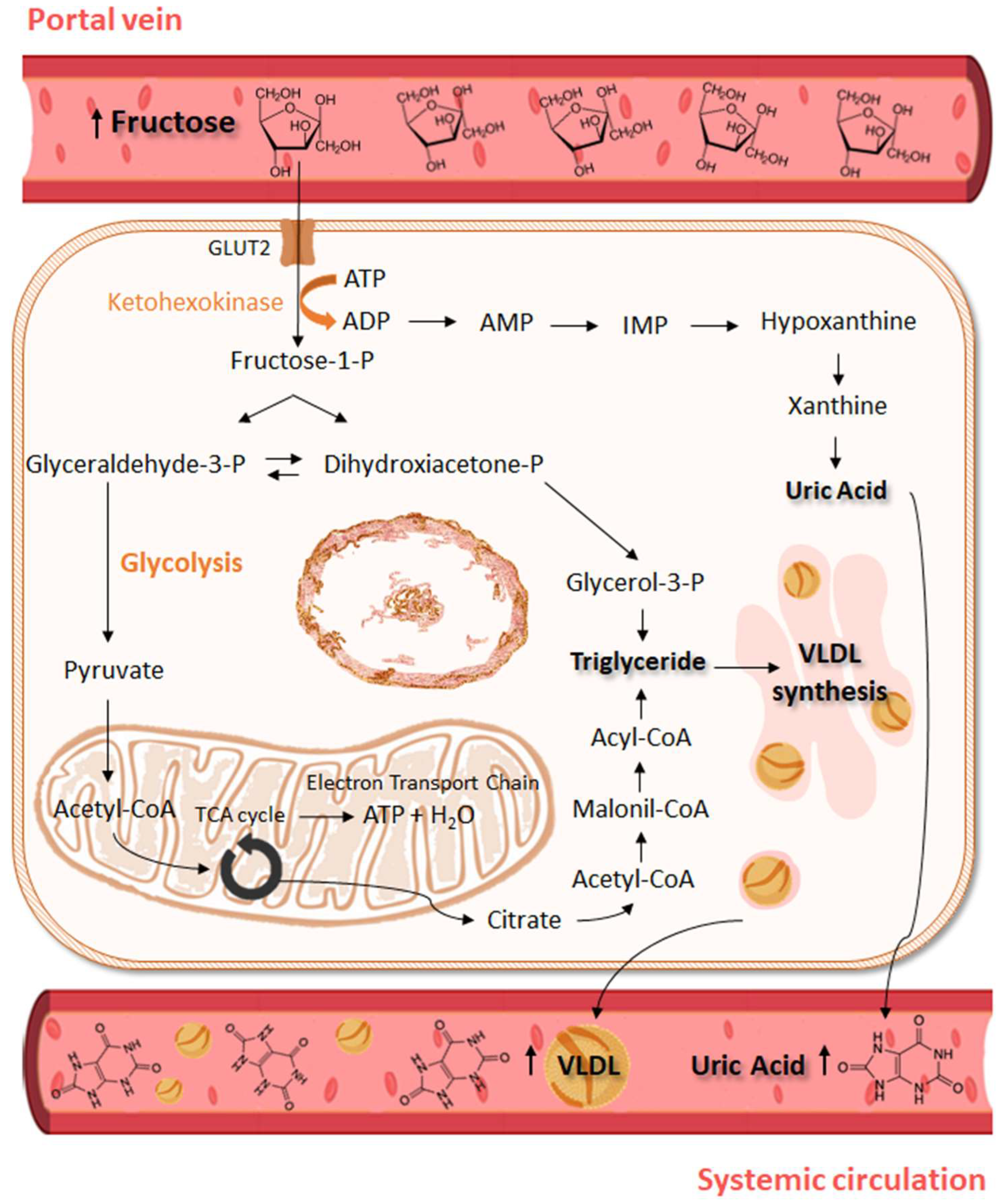 Nutrients 16 00939 g001 Nutrients 16 00939 g001