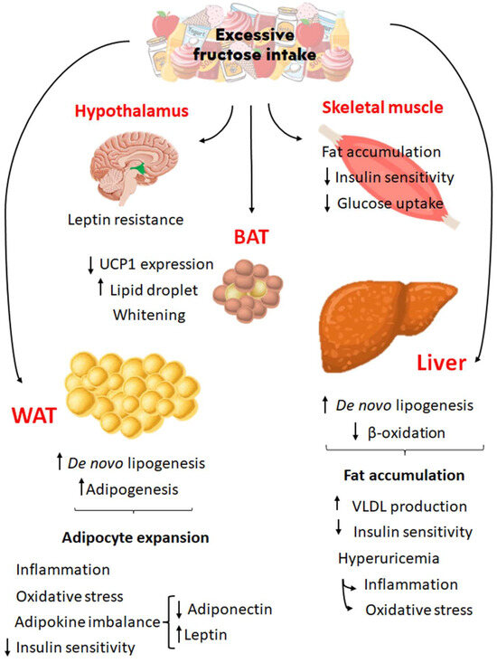 The Impact of Excessive Fructose Intake on Adipose Tissue and the ...