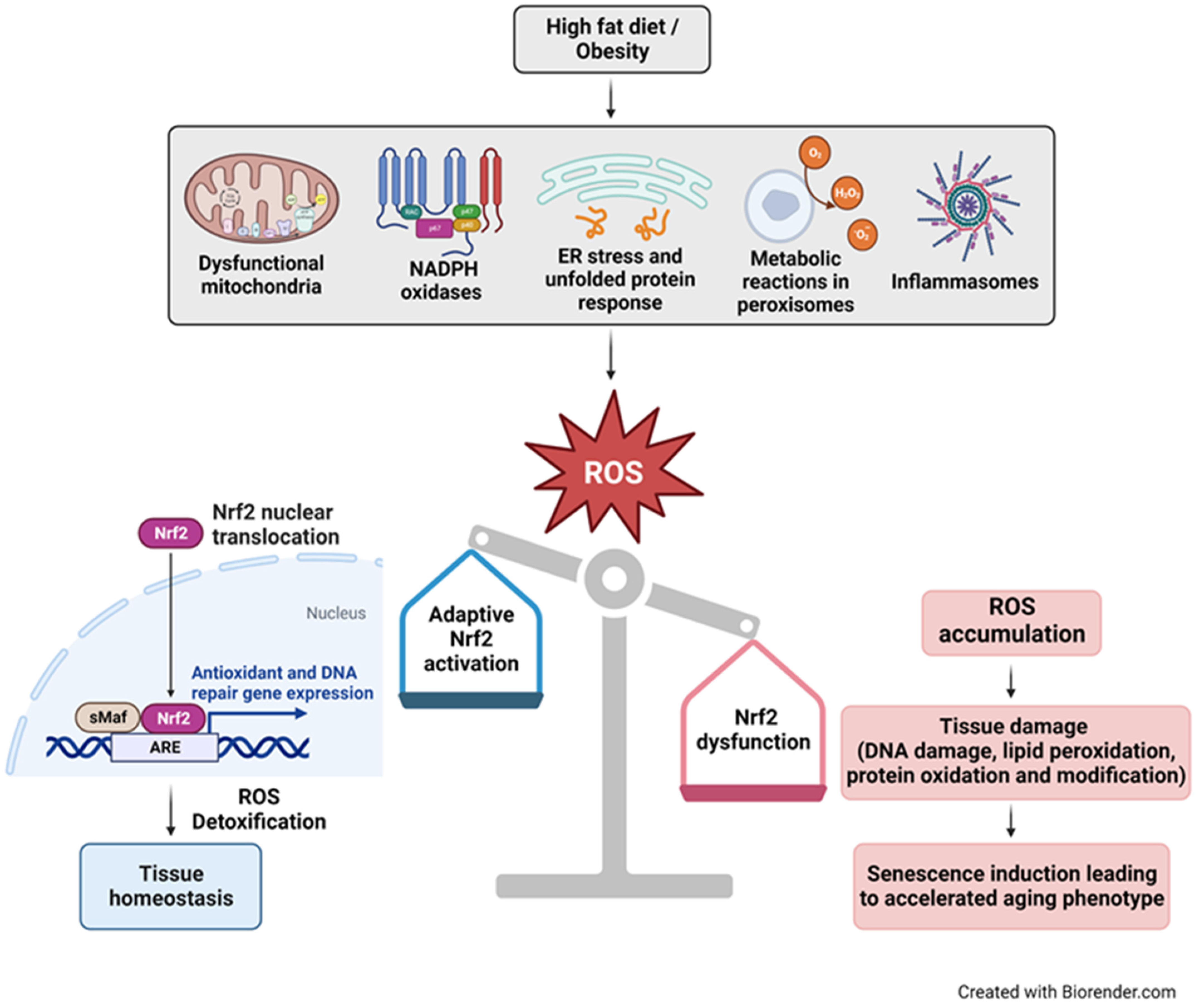 Nutrients 16 00952 g005 Nutrients 16 00952 g005