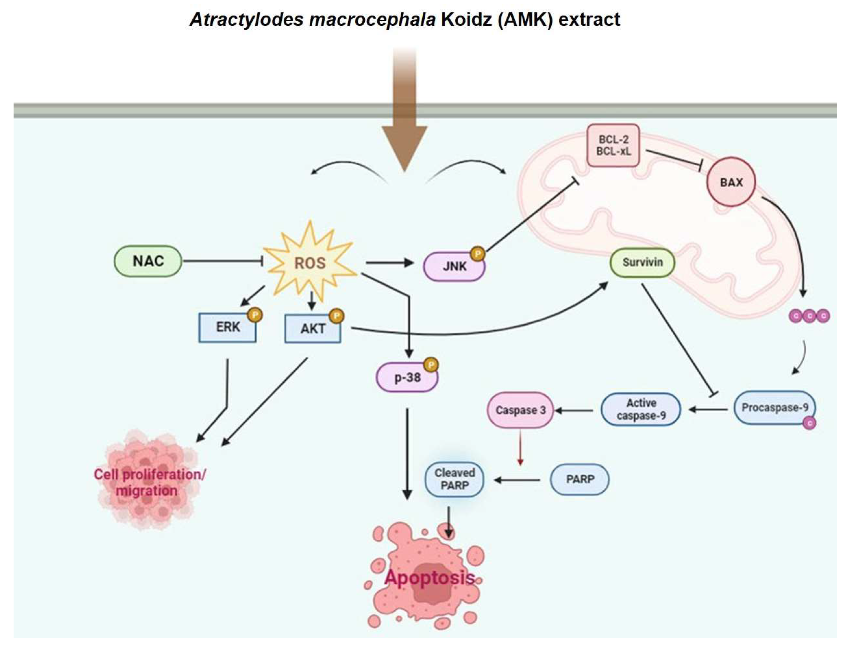 What are Atractylodes main health effects? Exploring the core efficacy of Atractylodes in simple terms!