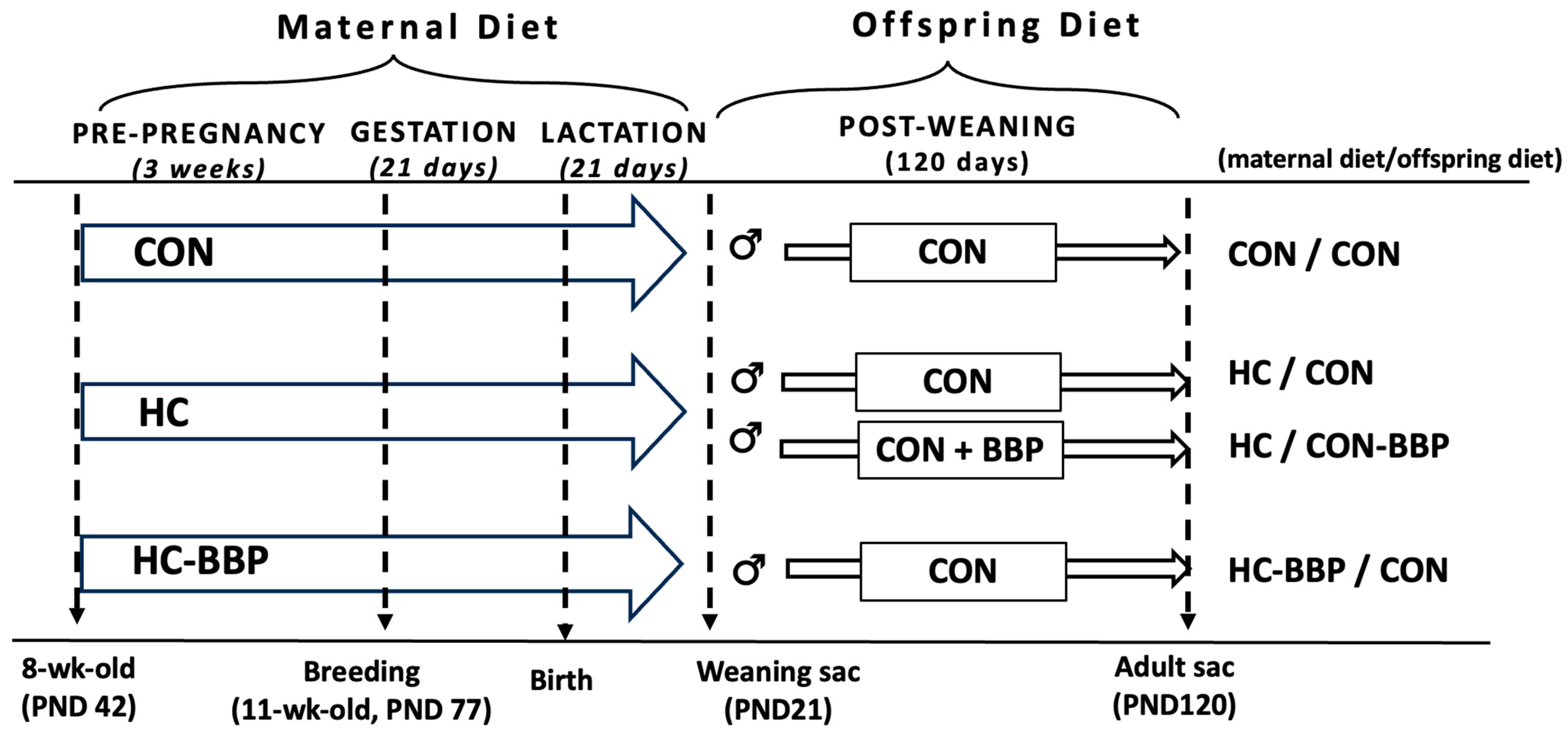 Nutrients 16 01029 g001