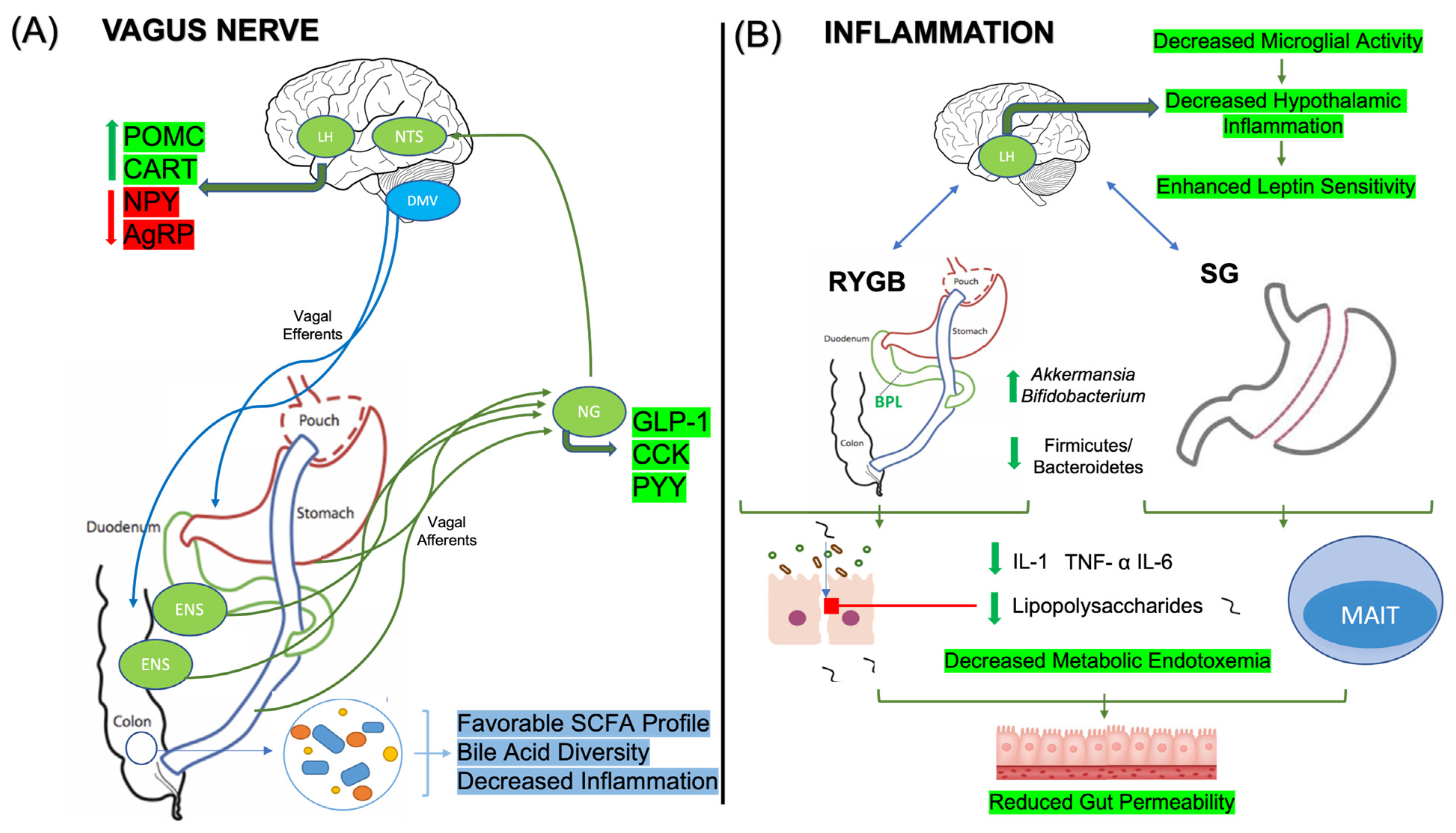 Nutrients 16 01071 g003