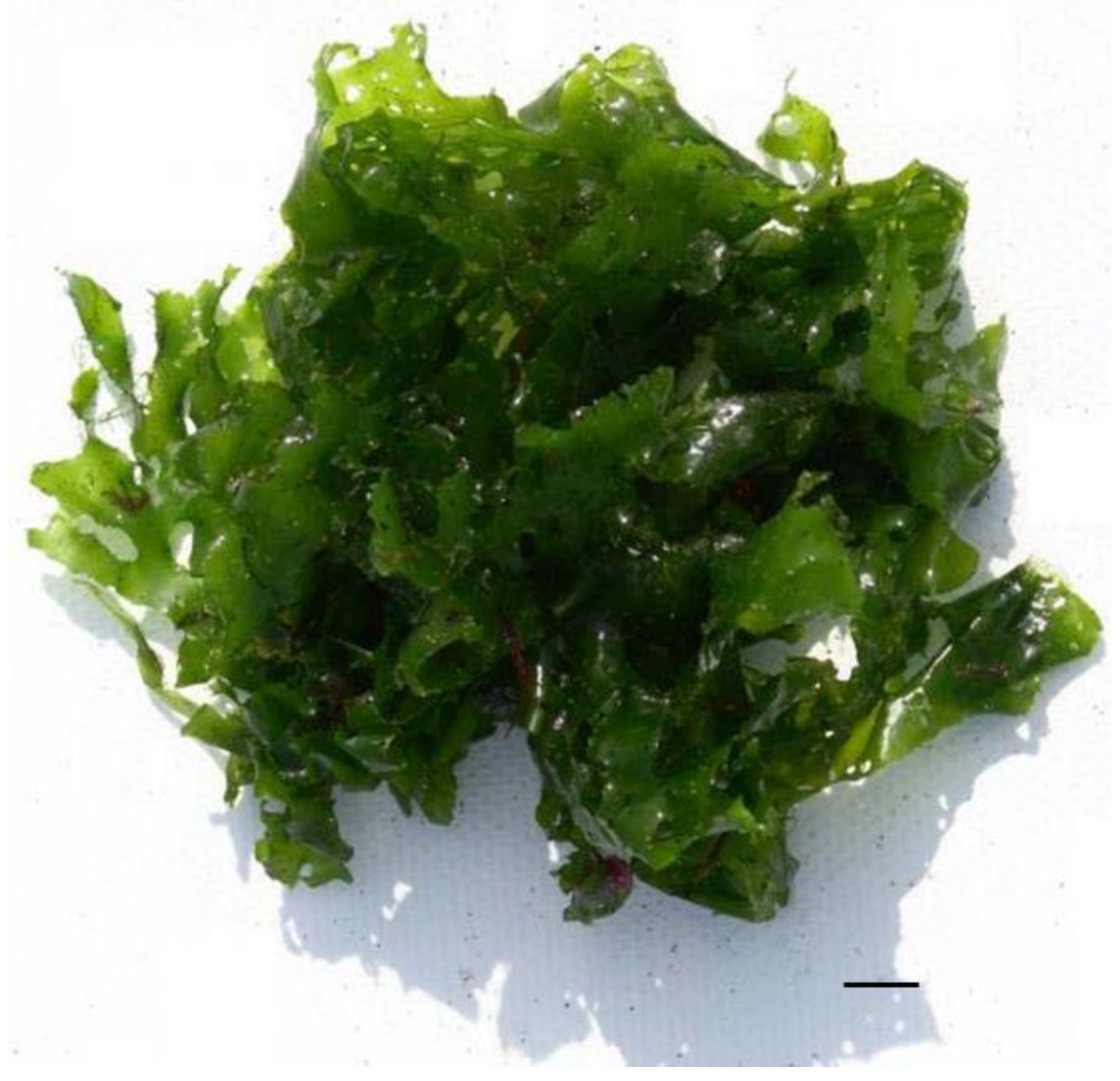 Is there protein in seaweed discount