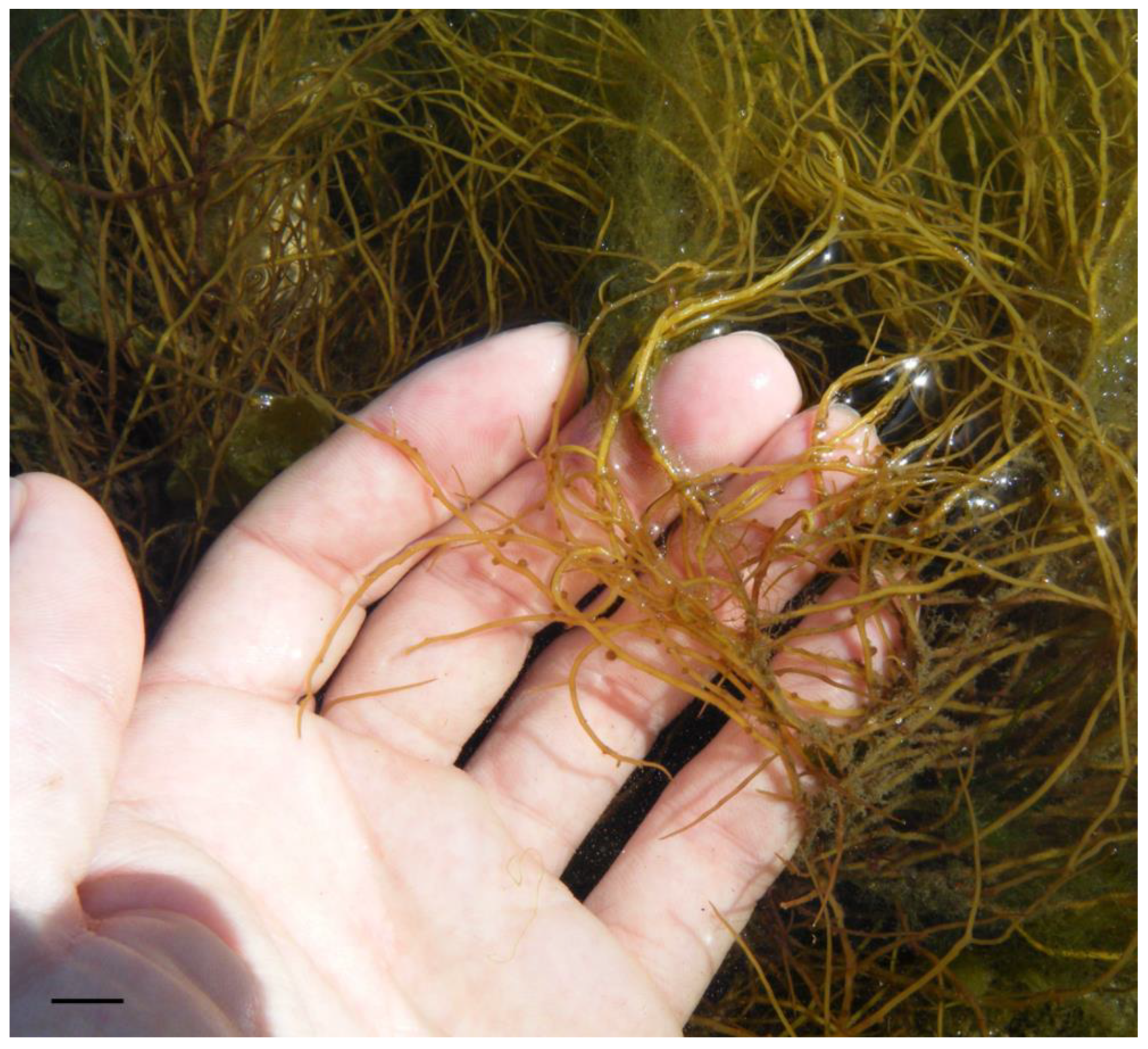 Nutrients 16 01123 g003