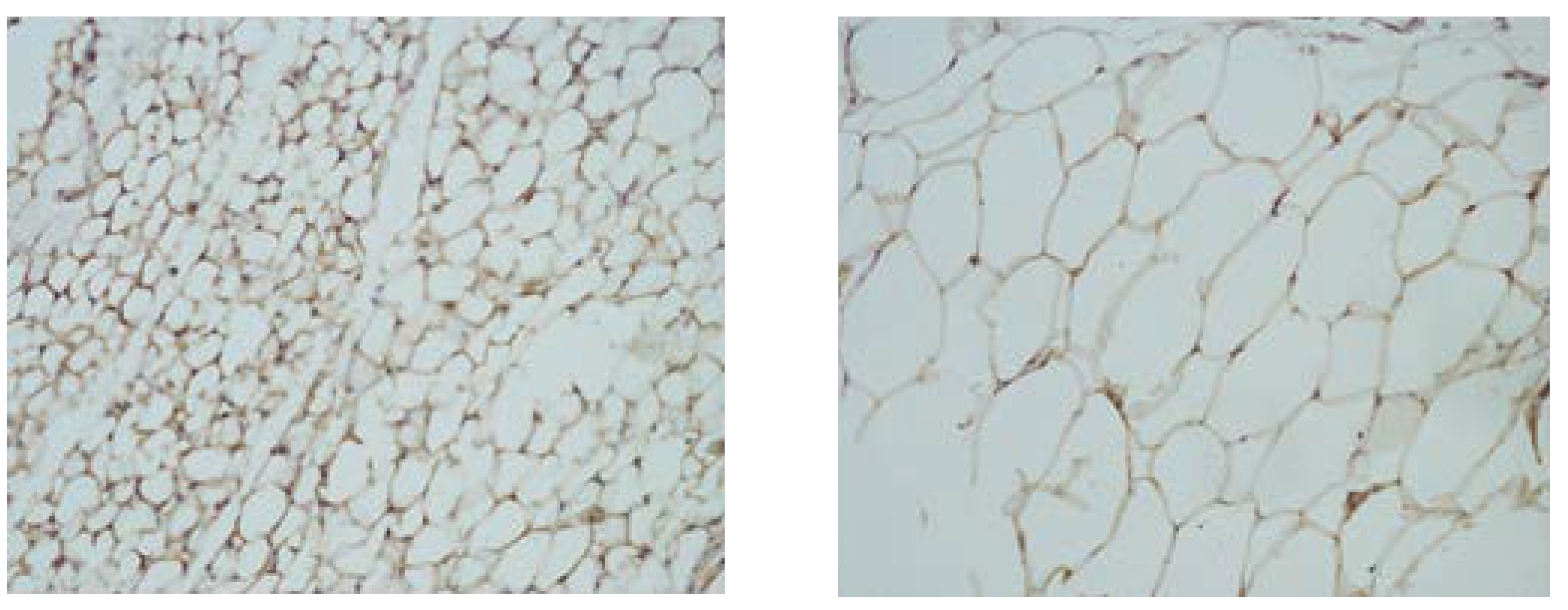 Nutrients 16 01184 g002 Nutrients 16 01184 g002