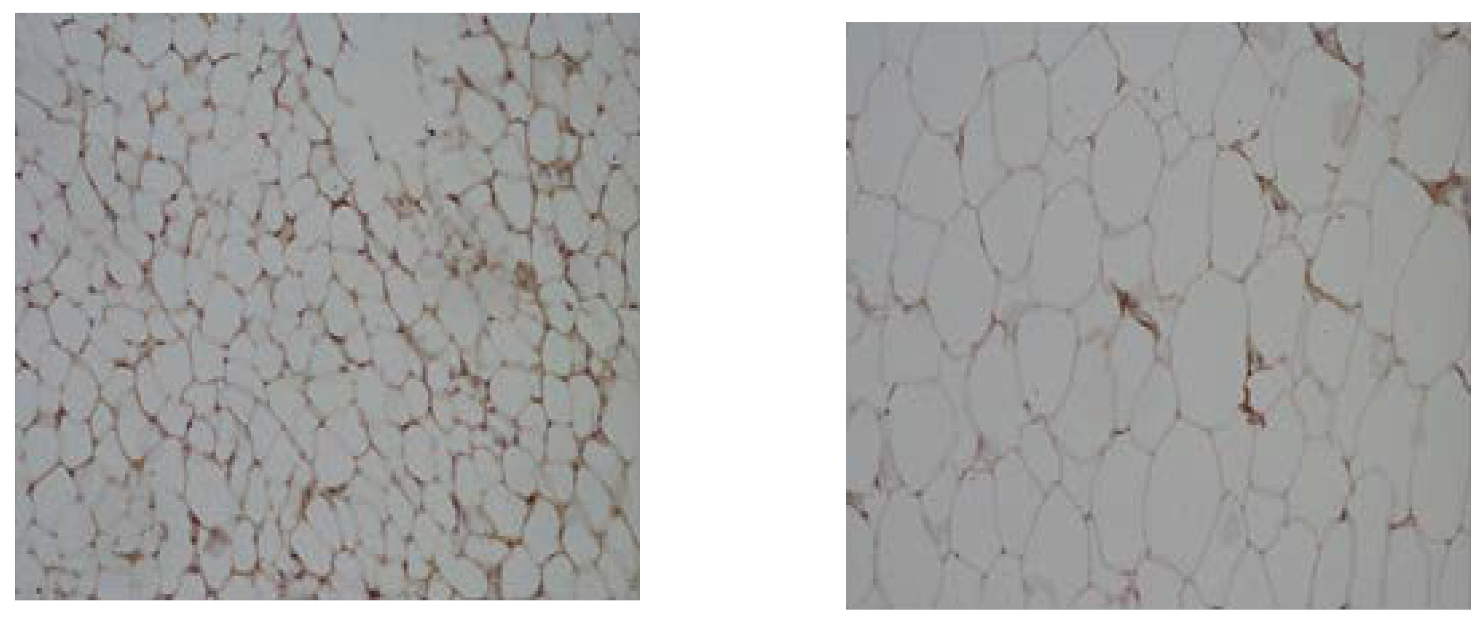 Nutrients 16 01184 g004 Nutrients 16 01184 g004