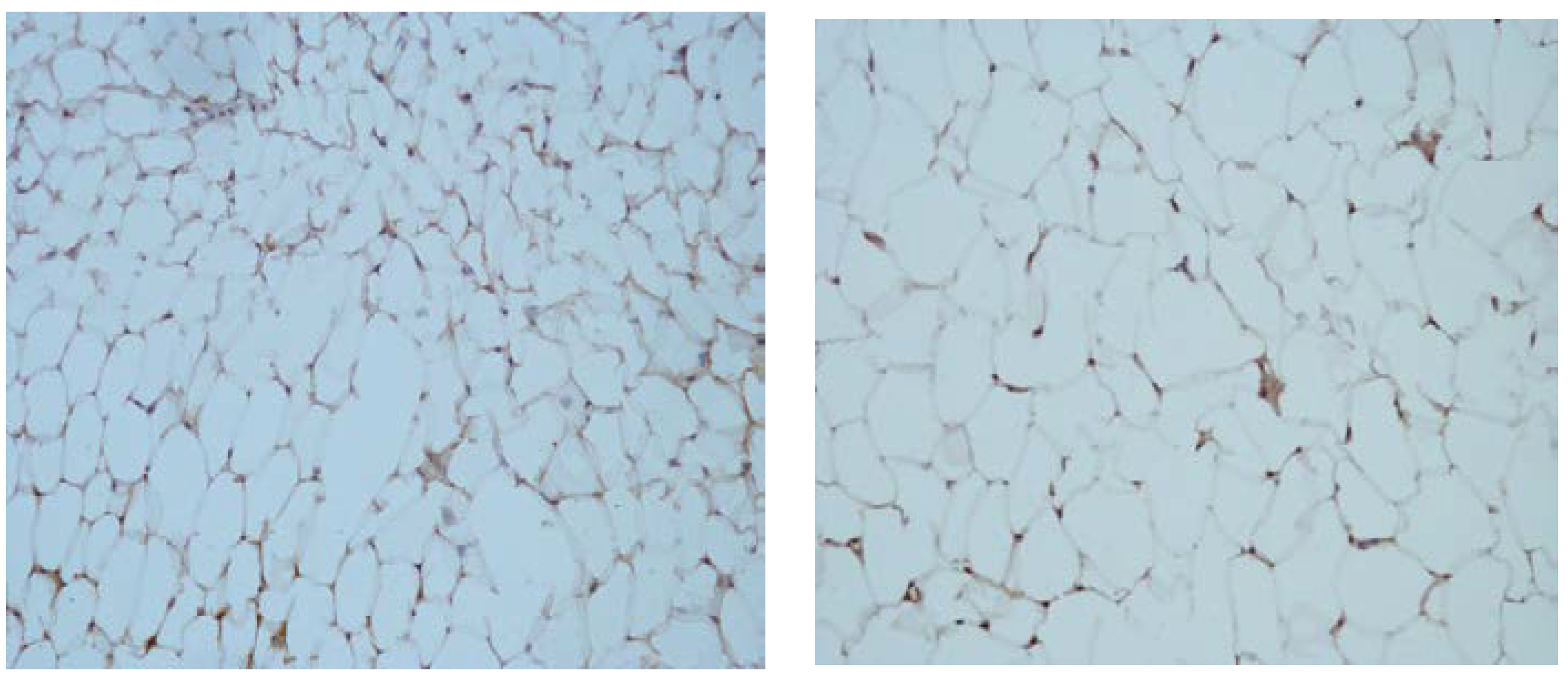 Nutrients 16 01184 g006 Nutrients 16 01184 g006