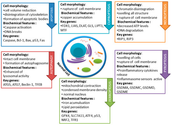 Selected Flavonols Targeting Cell Death Pathways in Cancer Therapy