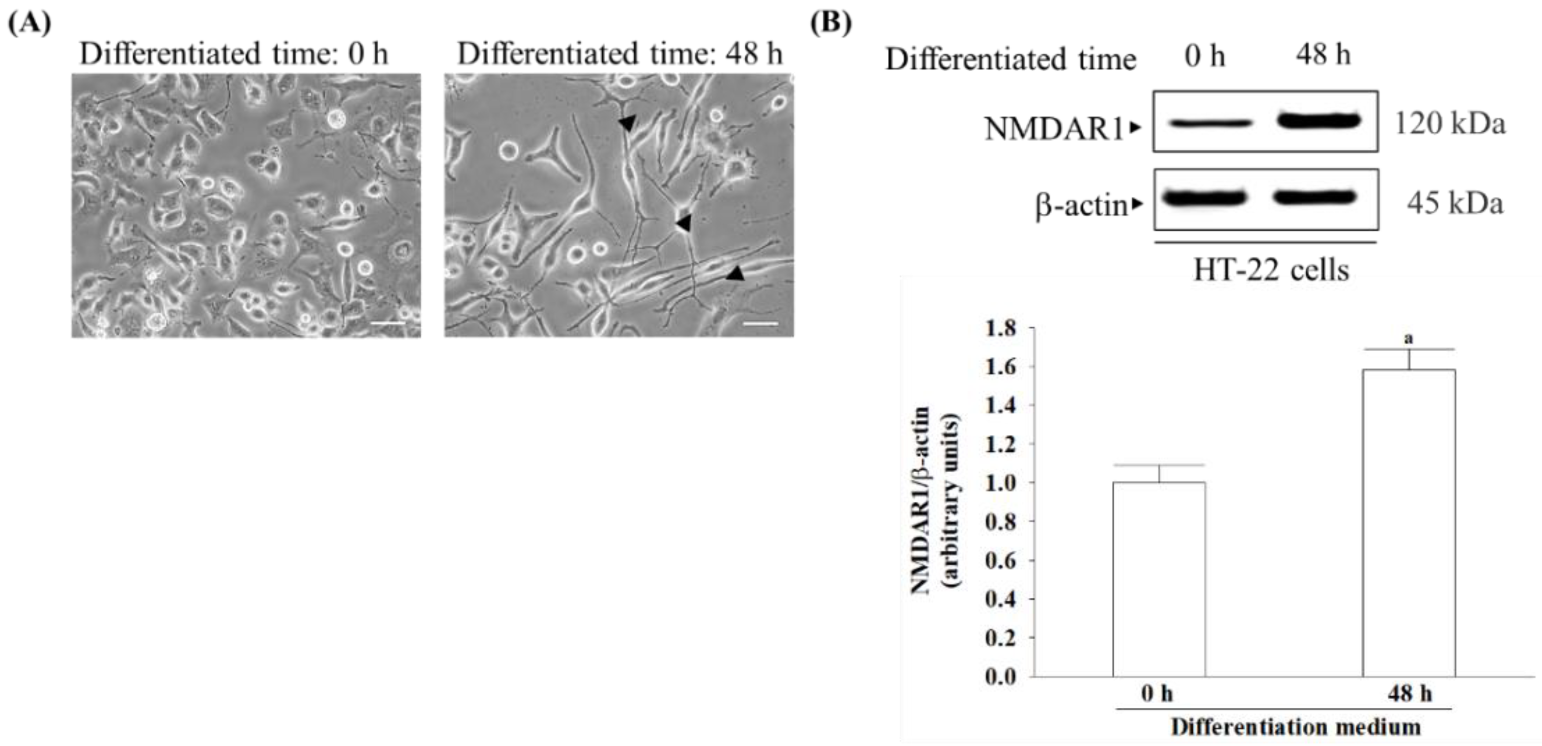 Nutrients 16 01237 g001