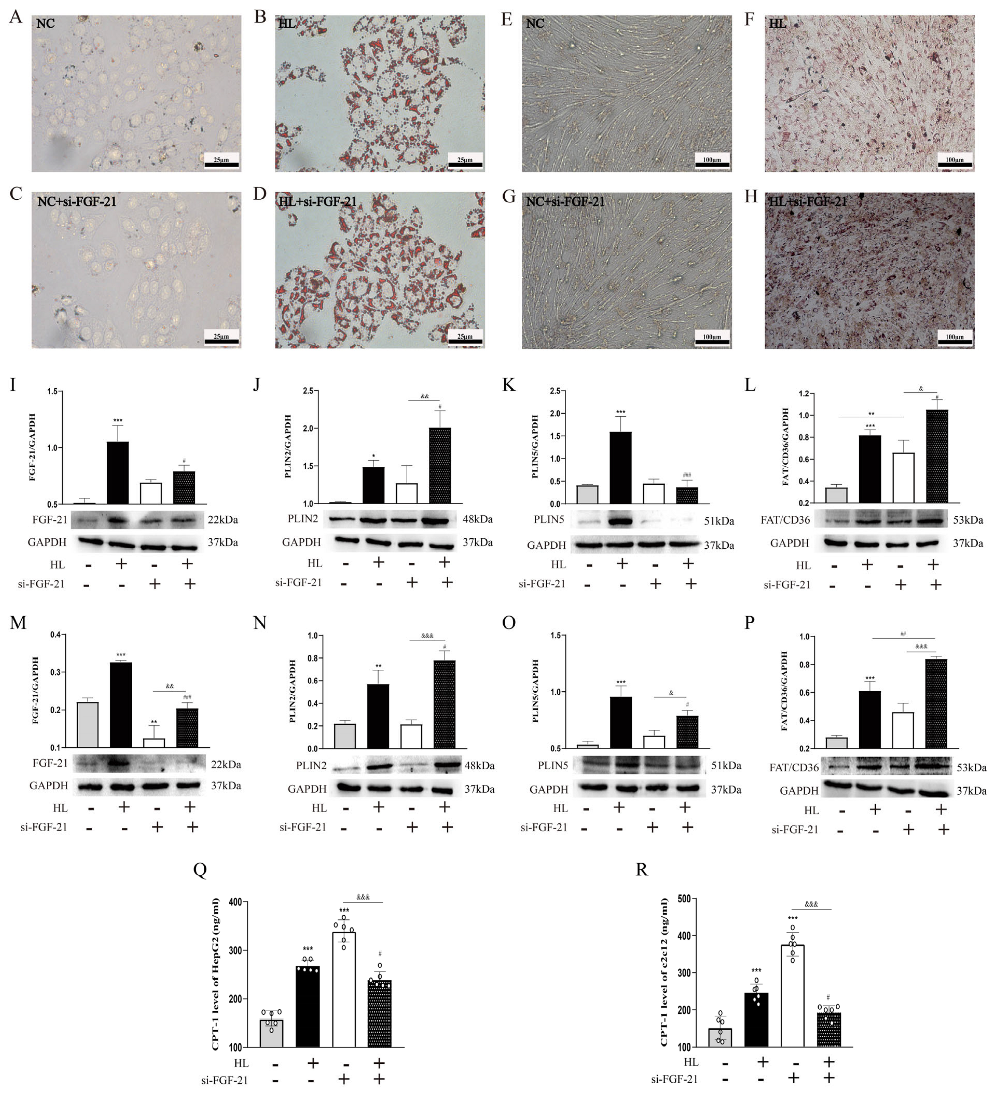 Nutrients 16 01254 g004